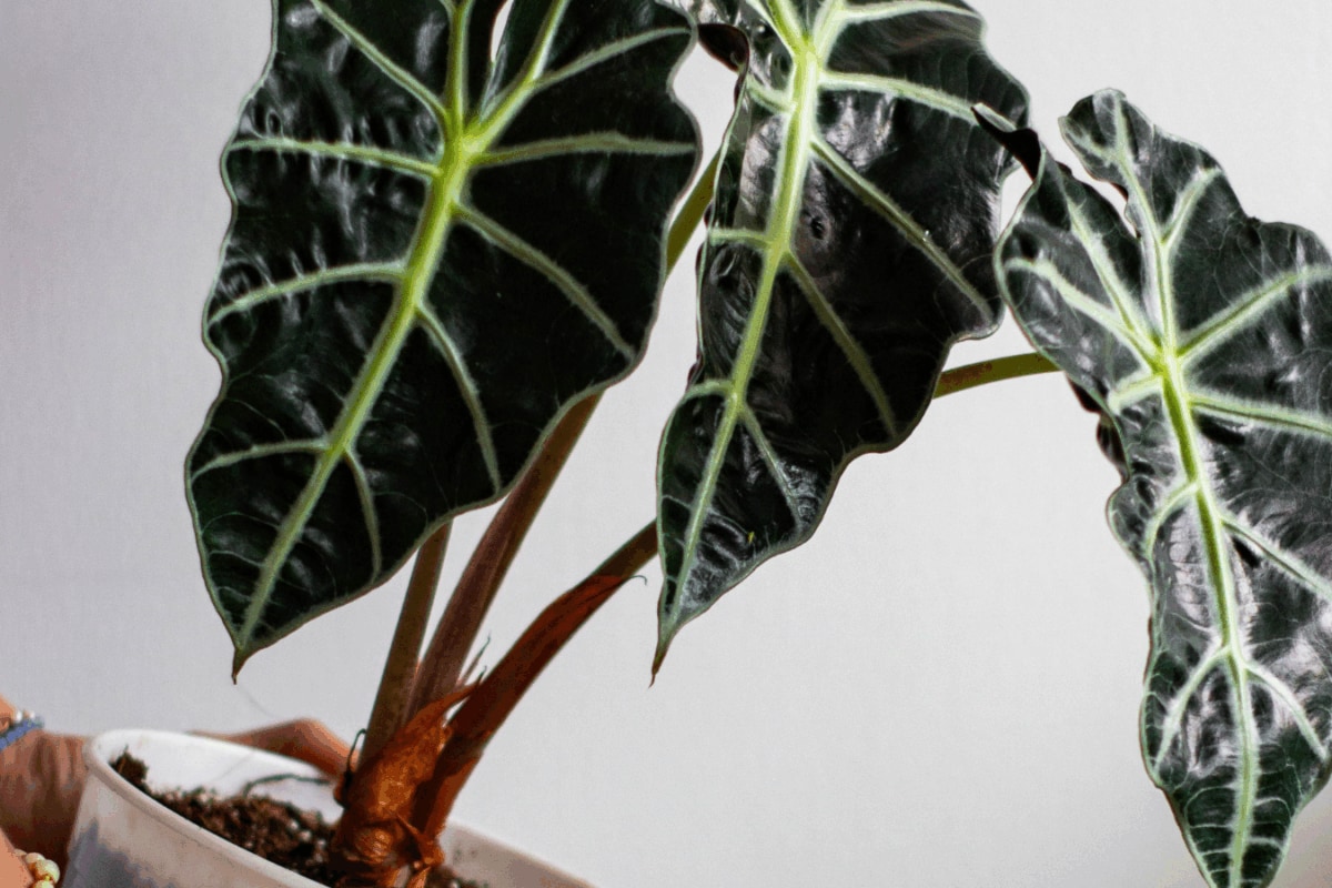 10 Plants That Brigthen Your Workspace