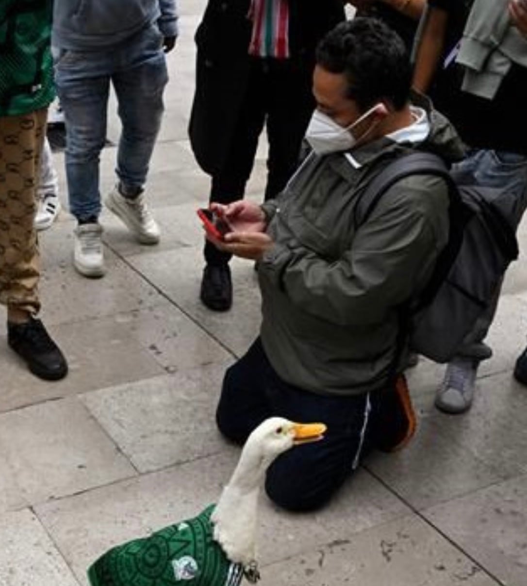Merlin’s biggest role during the tournament is serving as Mexico’s unofficial lucky mascot. As Mexico continues its World Cup journey, fans have embraced the duck as a symbol of positivity and hope. Merlin’s biggest role during the tournament is serving as Mexico’s unofficial lucky mascot. As Mexico continues its World Cup journey, fans have embraced the duck as a symbol of positivity and hope.