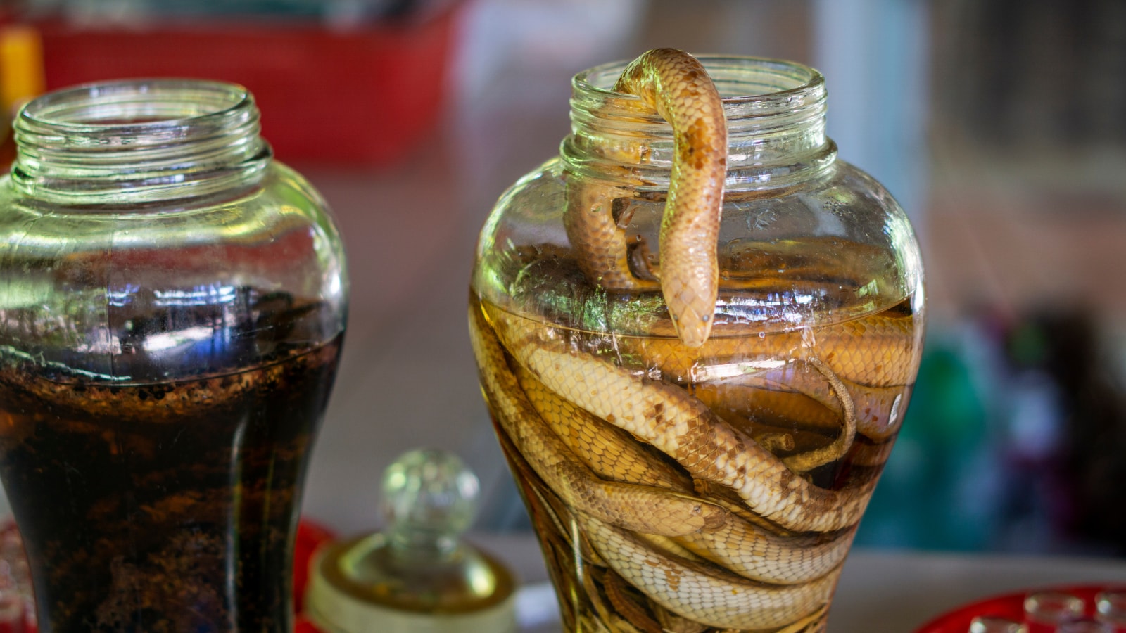 Snake In A Bottle? The Bizarre Alcohol That Has Been Around For Centuries