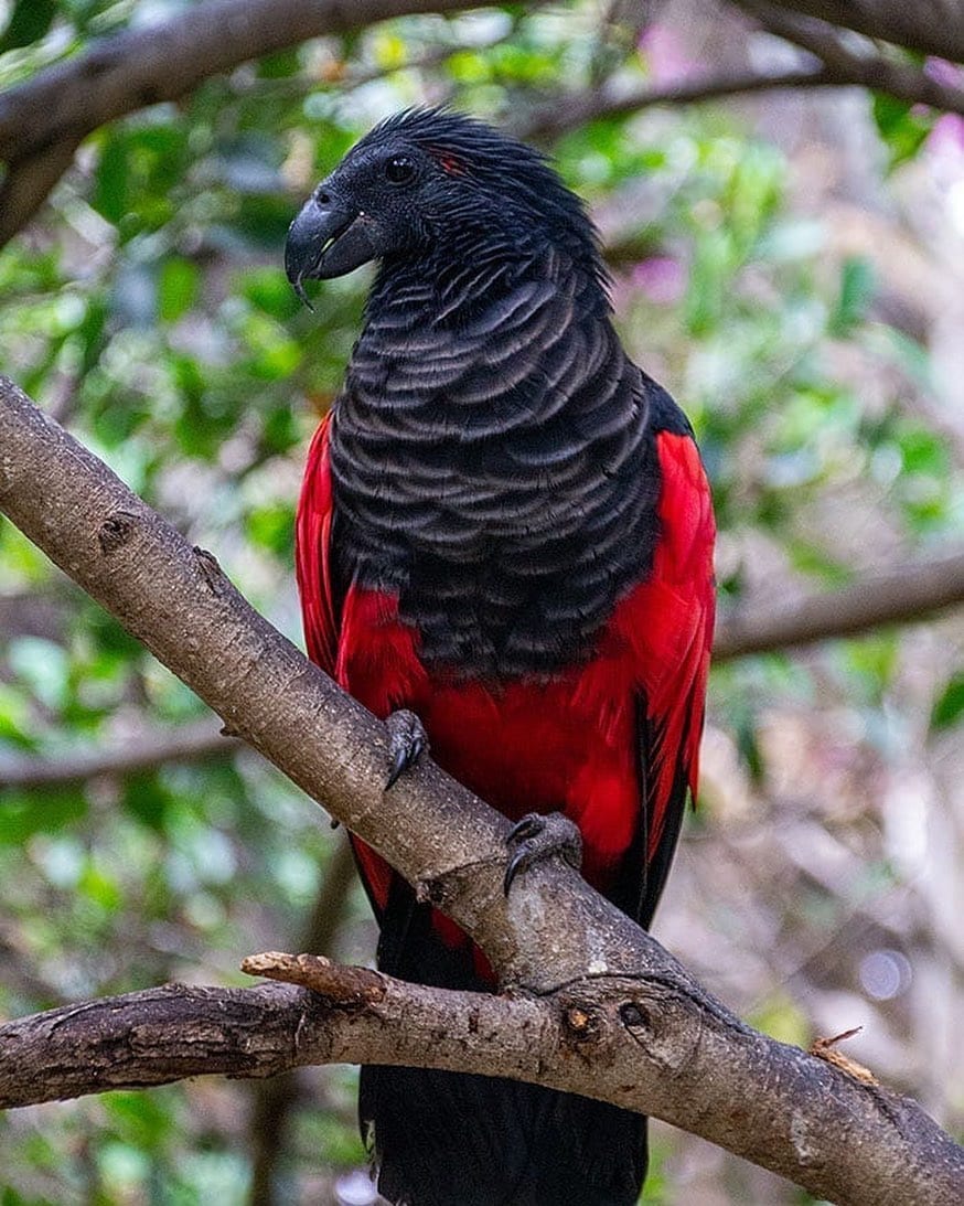 Growing up to nearly 50 centimetres long, Pesquet's parrot is among the largest parrots in the world. Despite its impressive size and striking colours, spotting one in the wild is no easy feat. The birds are shy, often remaining high in the rainforest canopy, and their populations are scattered across remote mountainous regions.
