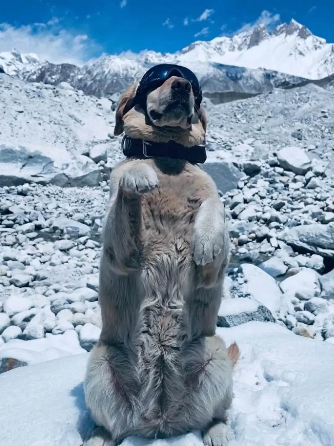  Indian Army And Sniffer Dogs Mark Yoga Day In Sub-Zero Siachen