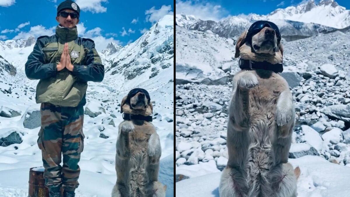 In Pictures: Indian Army And Sniffer Dogs Mark Yoga Day In Sub-Zero Siachen