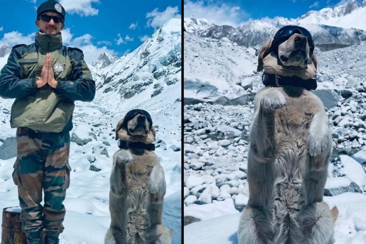 In Pictures: Indian Army And Sniffer Dogs Mark Yoga Day In Sub-Zero Siachen