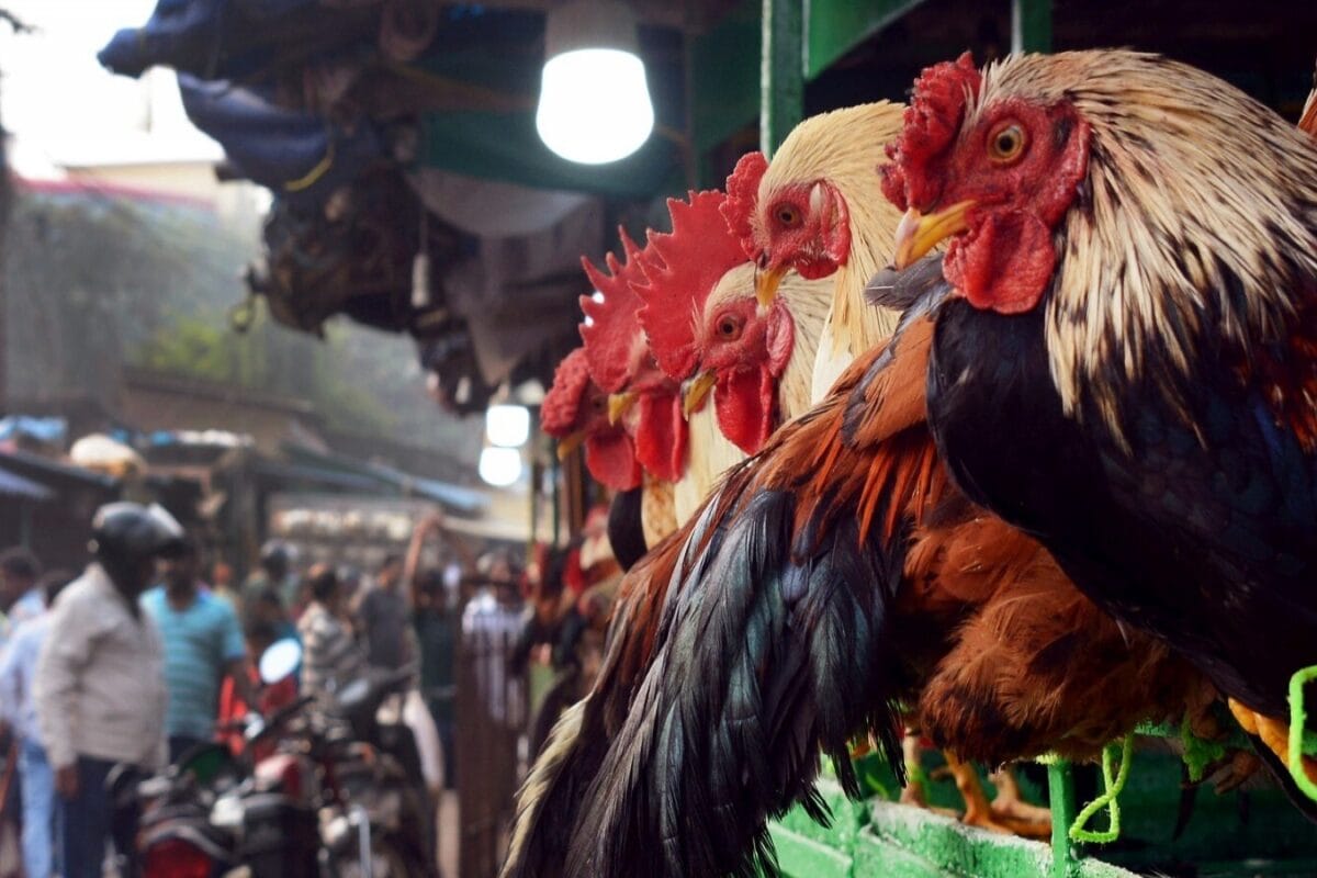 Varanasi To Shift All Meat And Fish Shops Outside City Limit