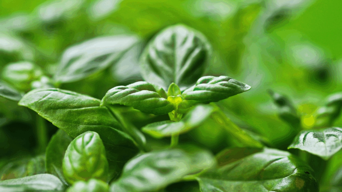 Article Lists Terrace Plants Claimed to Help Repel Mosquitoes