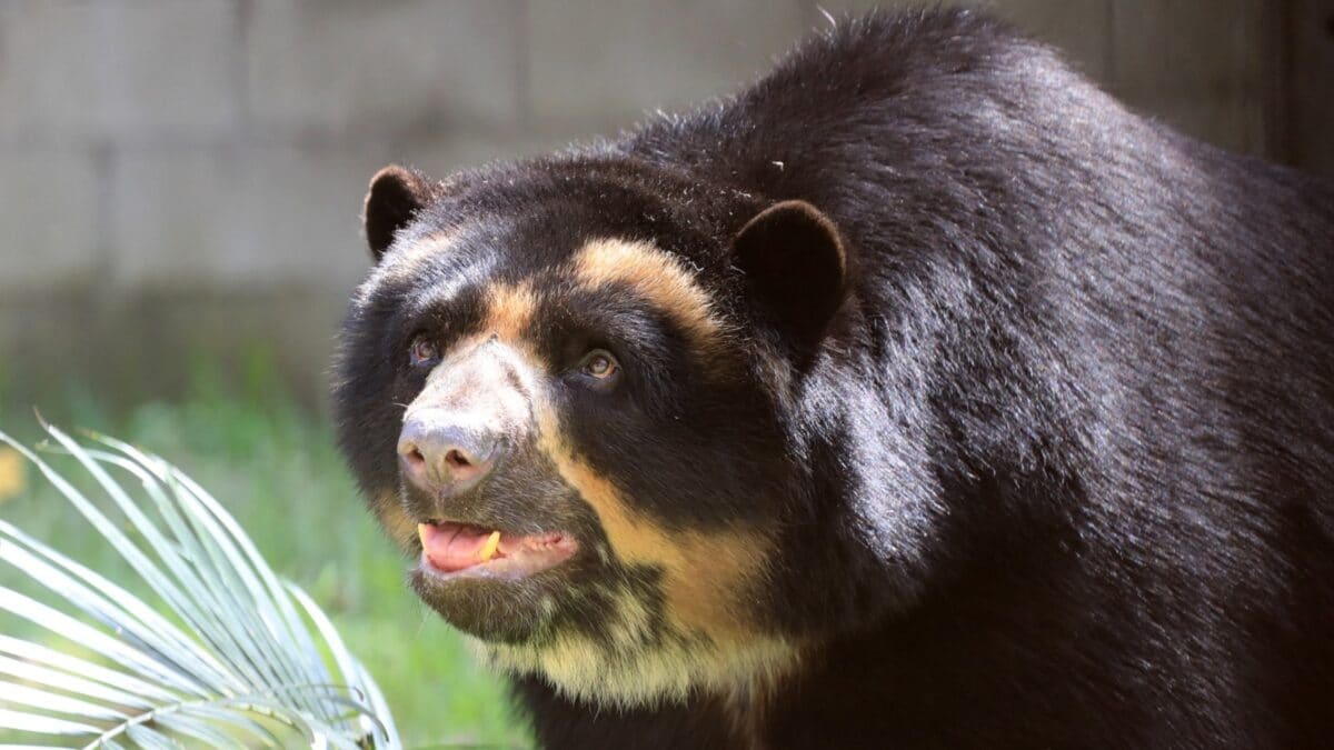 All Spray And No Play: Japan Schools Use 'Unique' Repellants To Keep Bears Away