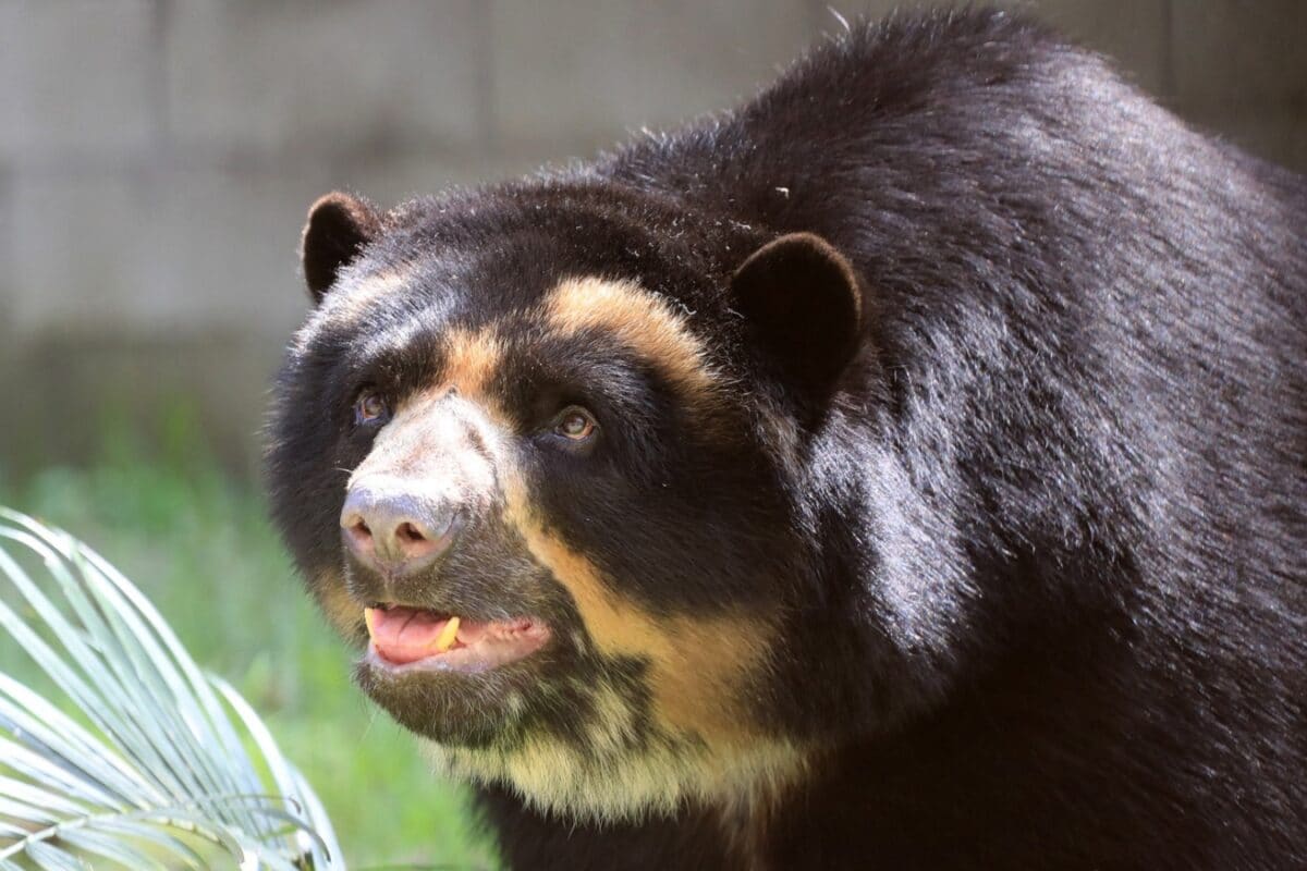 Dress Up Like Bear And Chill: China Zoo Is Offering Rs 14 Lakh A Year, But With One Strict Rule