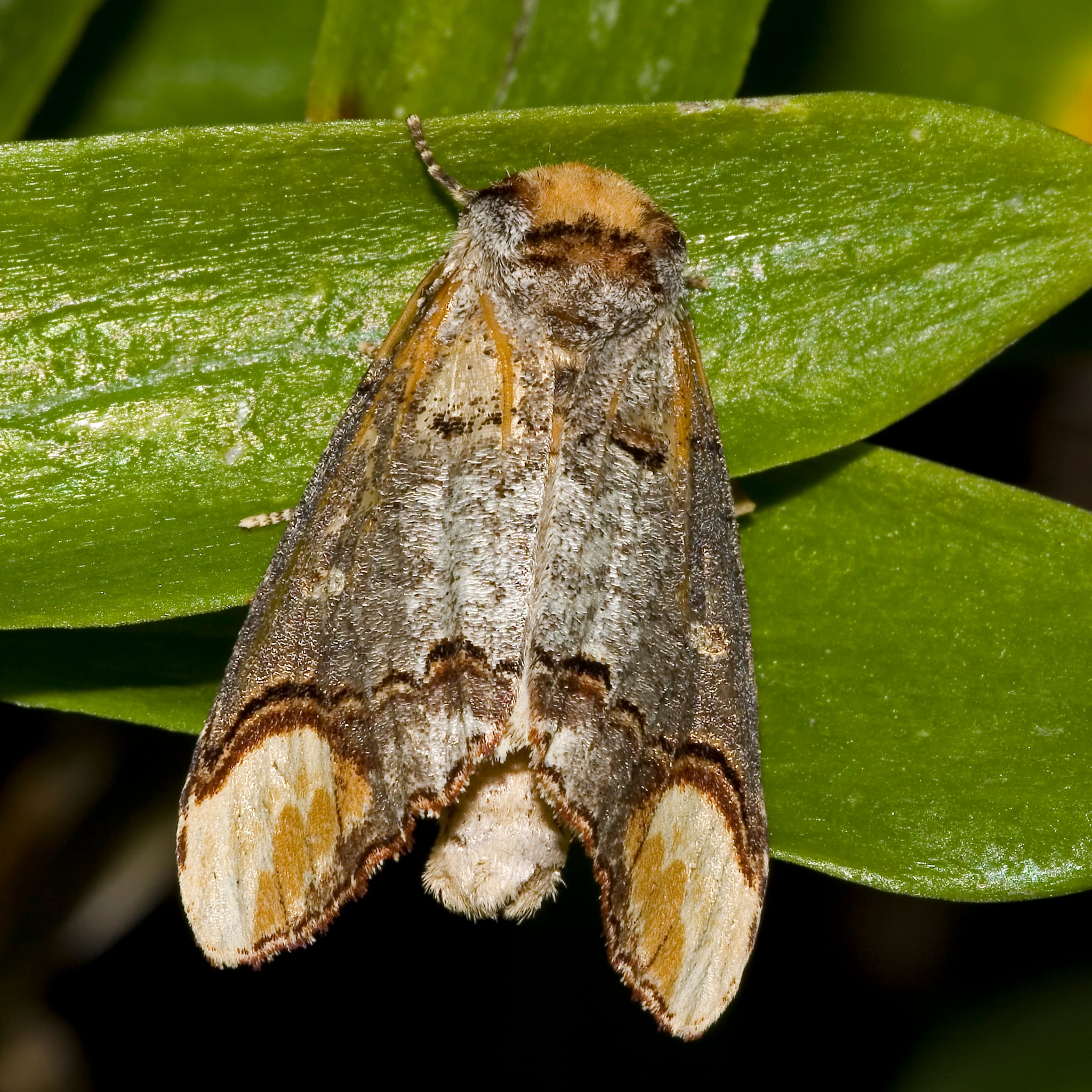 This 'Piece Of Wood' Is Actually One Of Nature's Cleverest Creatures