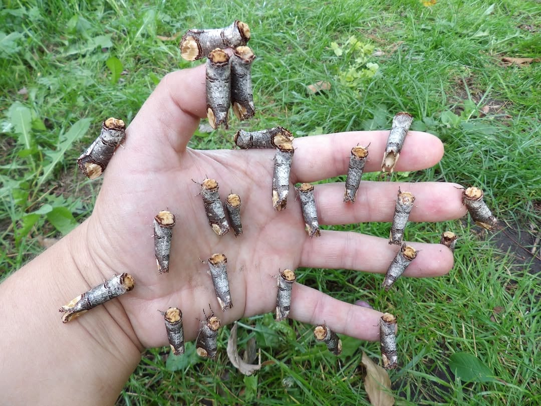 This 'Piece Of Wood' Is Actually One Of Nature's Cleverest Creatures