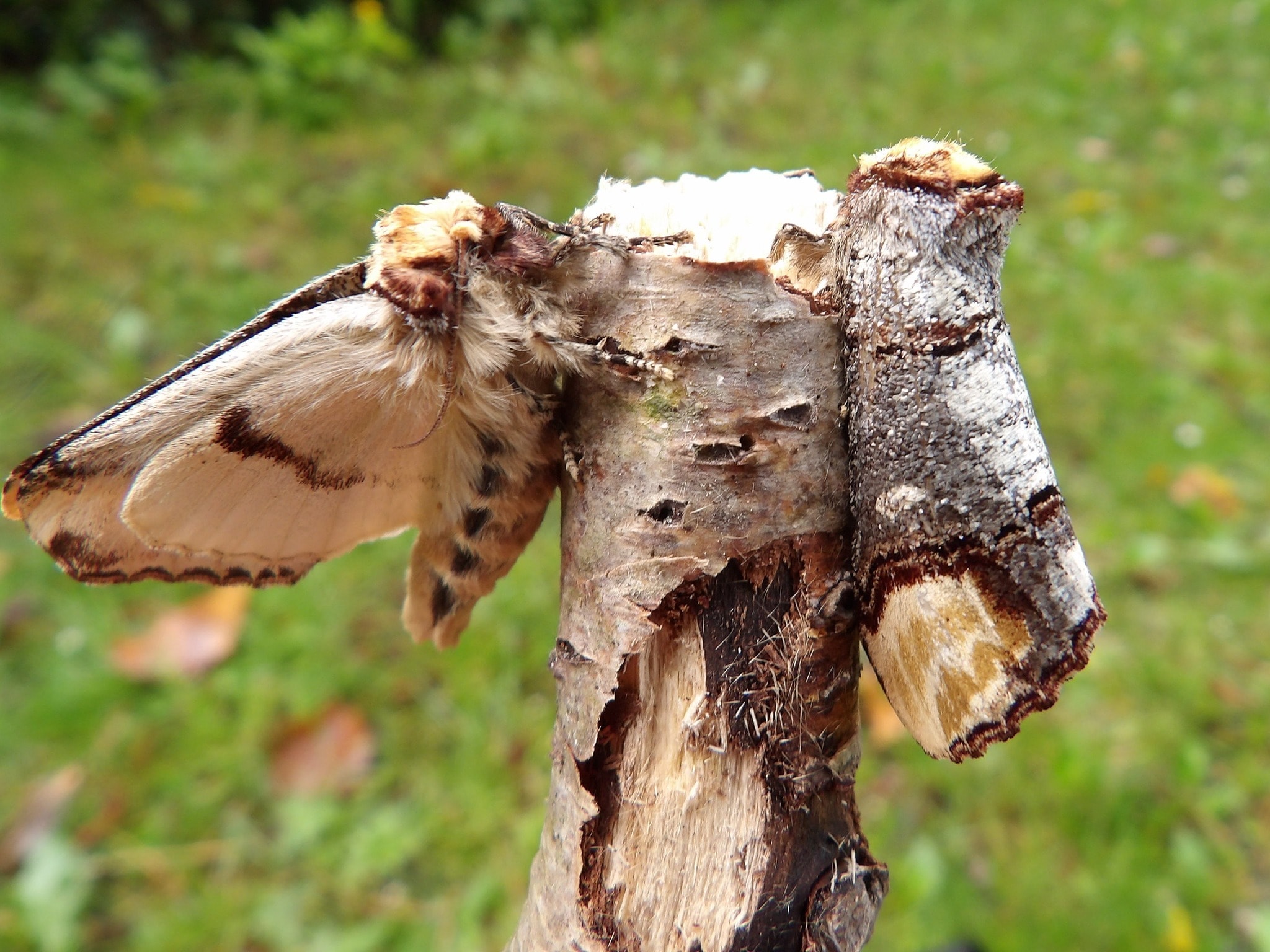This 'Piece Of Wood' Is Actually One Of Nature's Cleverest Creatures