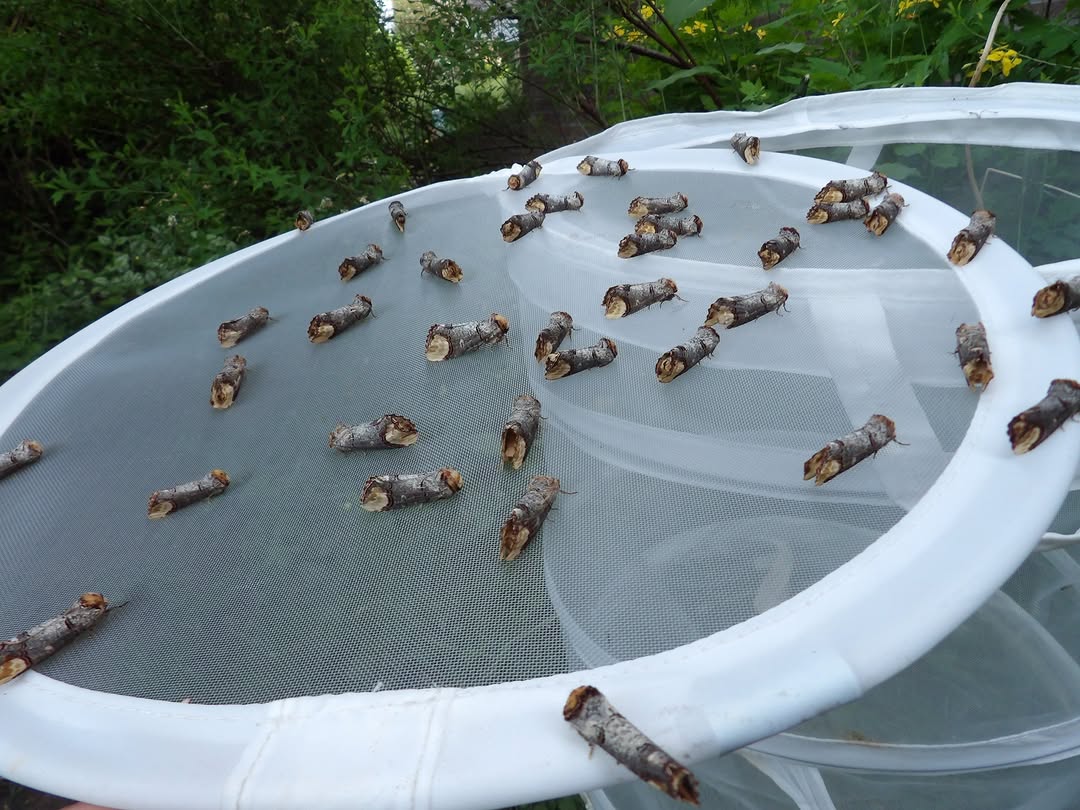 This 'Piece Of Wood' Is Actually One Of Nature's Cleverest Creatures