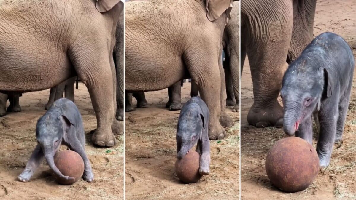 Baby Elephant Goes Viral for 'Training' Ahead of FIFA World Cup 2026