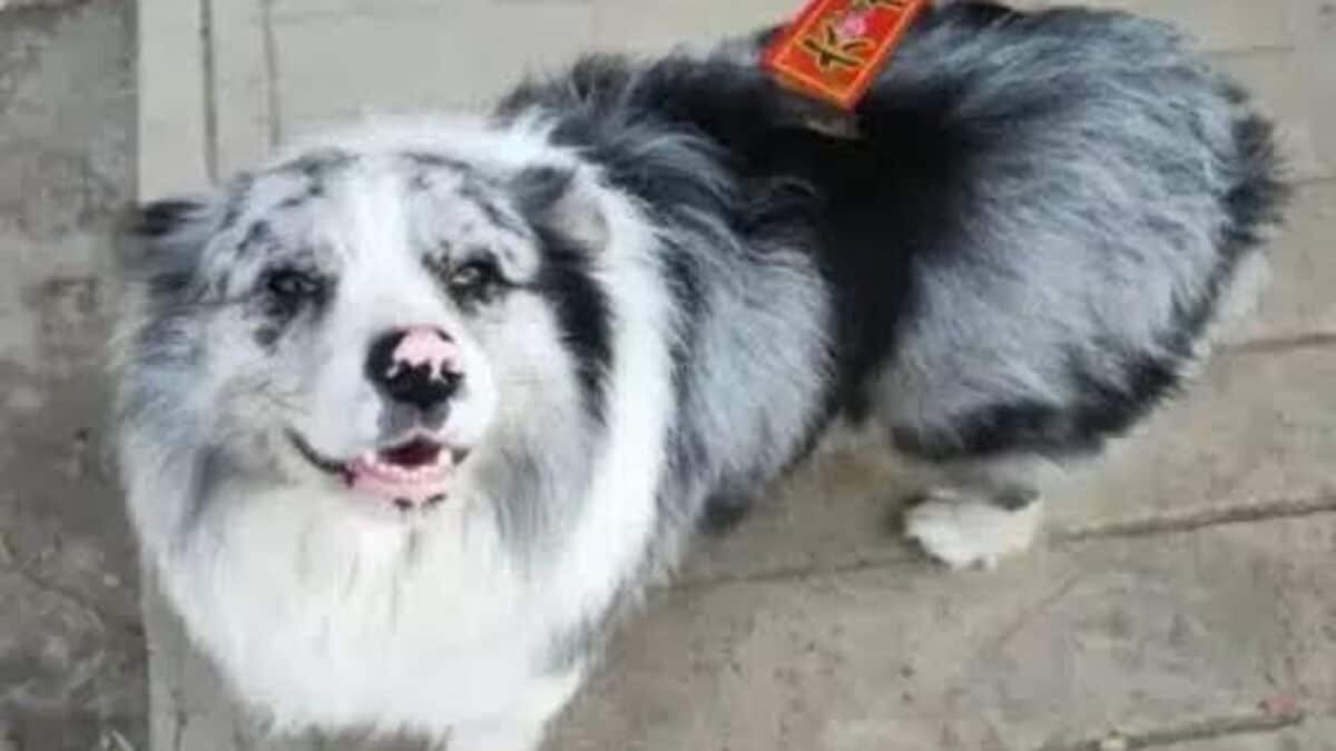 China's Celebrity Dog With 1.5M Followers Stolen, Slaughtered For Meat — Thief Thought It Was Stray