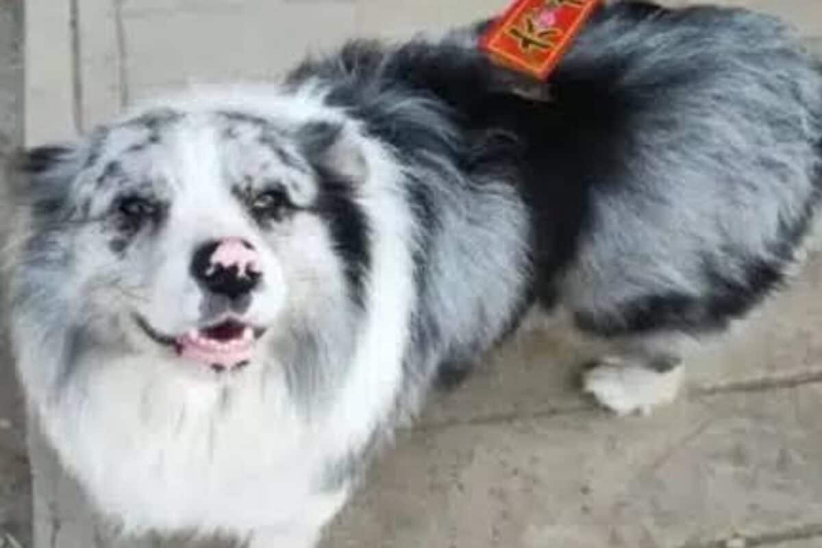 China's Celebrity Dog With 1.5M Followers Stolen, Slaughtered For Meat — Thief Thought It Was Stray