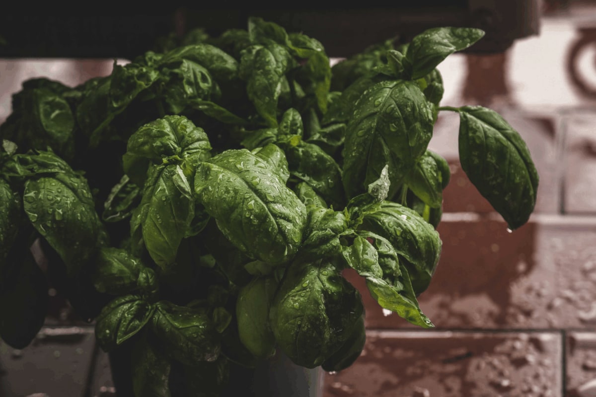 Monsoon Gardening: 8 Herbs That Grow Easily In Pots