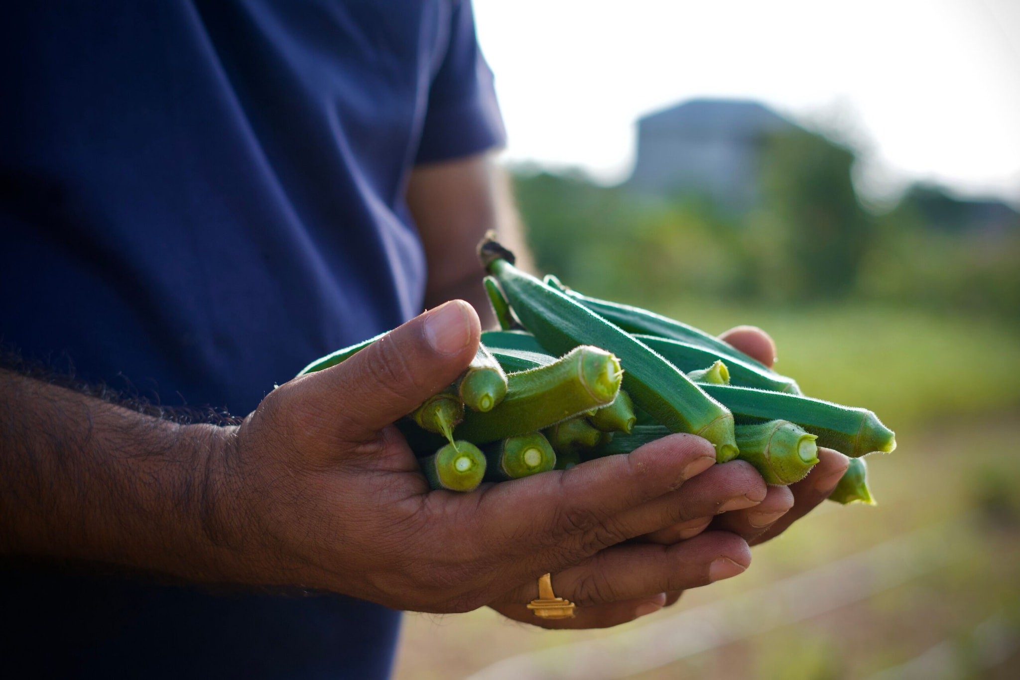 Love Bhindi? Grow Your Own With These Easy Steps