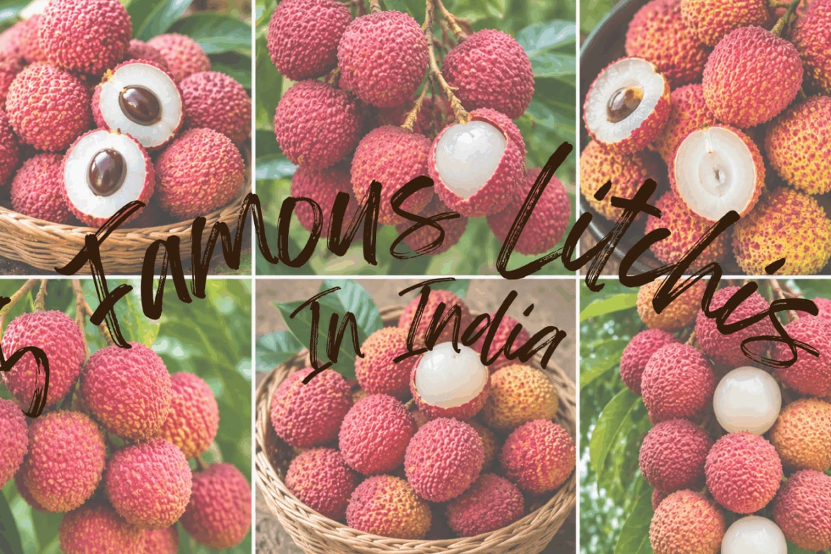 From Shahi To Swarna Rupa: A Guide To India’s Sweetest Litchis