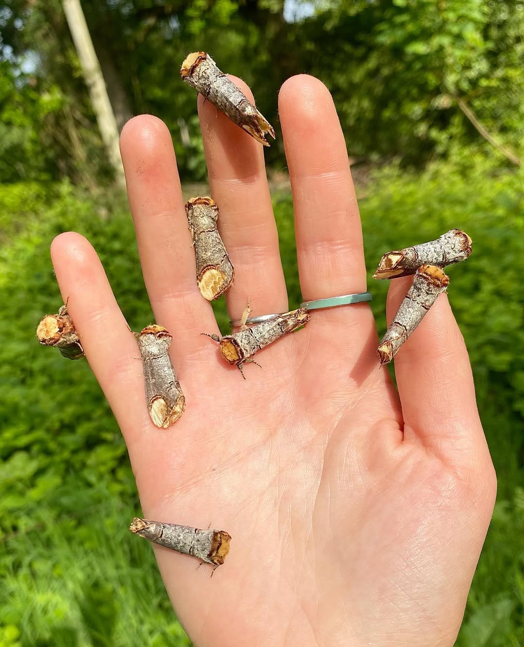 This 'Piece Of Wood' Is Actually One Of Nature's Cleverest Creatures