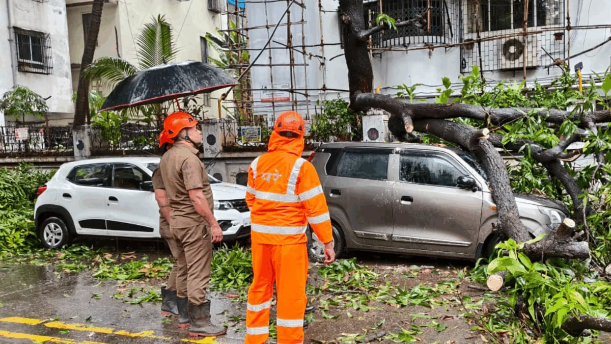 Mumbai Saw 2 Tree Falls Every Hour In Past 14 Days: The Root Of The Problem In 4 Points