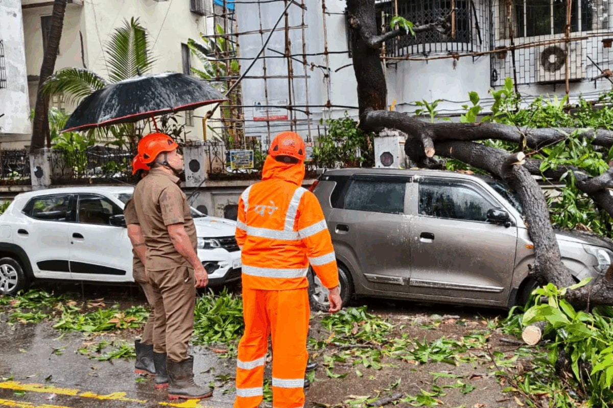 Mumbai Saw 2 Tree Falls Every Hour In Past 14 Days: The Root Of The Problem In 4 Points