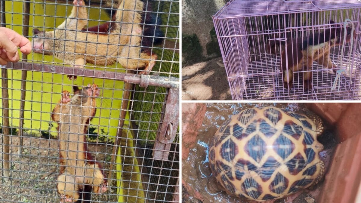 4 Malabar Giant Squirrels, 1 Indian Star Tortoise, 14 Jungle Fowl: DRI Nagpur Unit Busts Andhra Wildlife Trafficking Racket