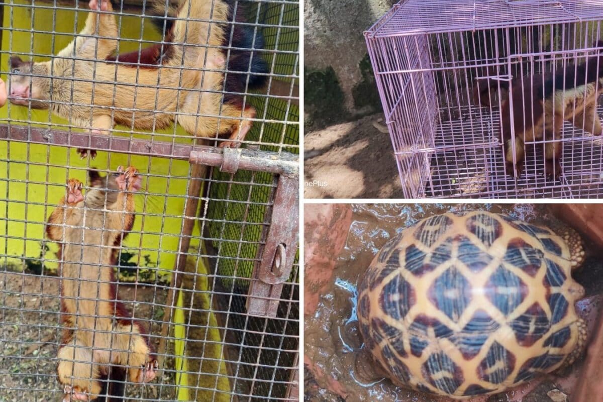 4 Malabar Giant Squirrels, 1 Indian Star Tortoise, 14 Jungle Fowl: DRI Nagpur Unit Busts Andhra Wildlife Trafficking Racket