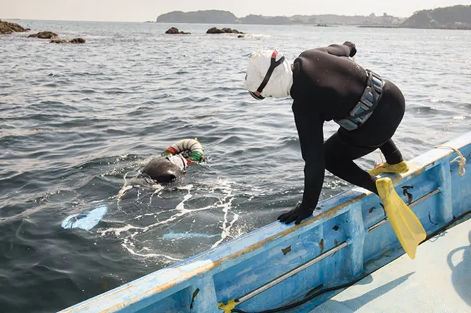 Traditionally, ama wore all-white outfits and headscarves while diving. Today, most wear wetsuits, but many still carry symbolic designs known as seman and doman—protective talismans believed to guard them against dangers at sea, including storms and sharks. Credit: Japan. travel