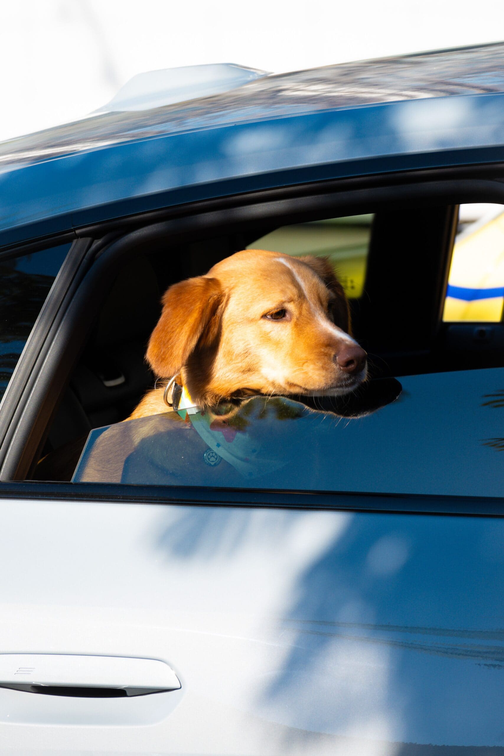 Golden Retriever: Known for their gentle nature, the Golden Retriever loves to be part of family activities. They adapt easily to car rides, stay calm during long drives, and are always excited to explore new foreign destinations when they finally stop. Golden Retriever: Known for their gentle nature, the Golden Retriever loves to be part of family activities. They adapt easily to car rides, stay calm during long drives, and are always excited to explore new foreign destinations when they finally stop.