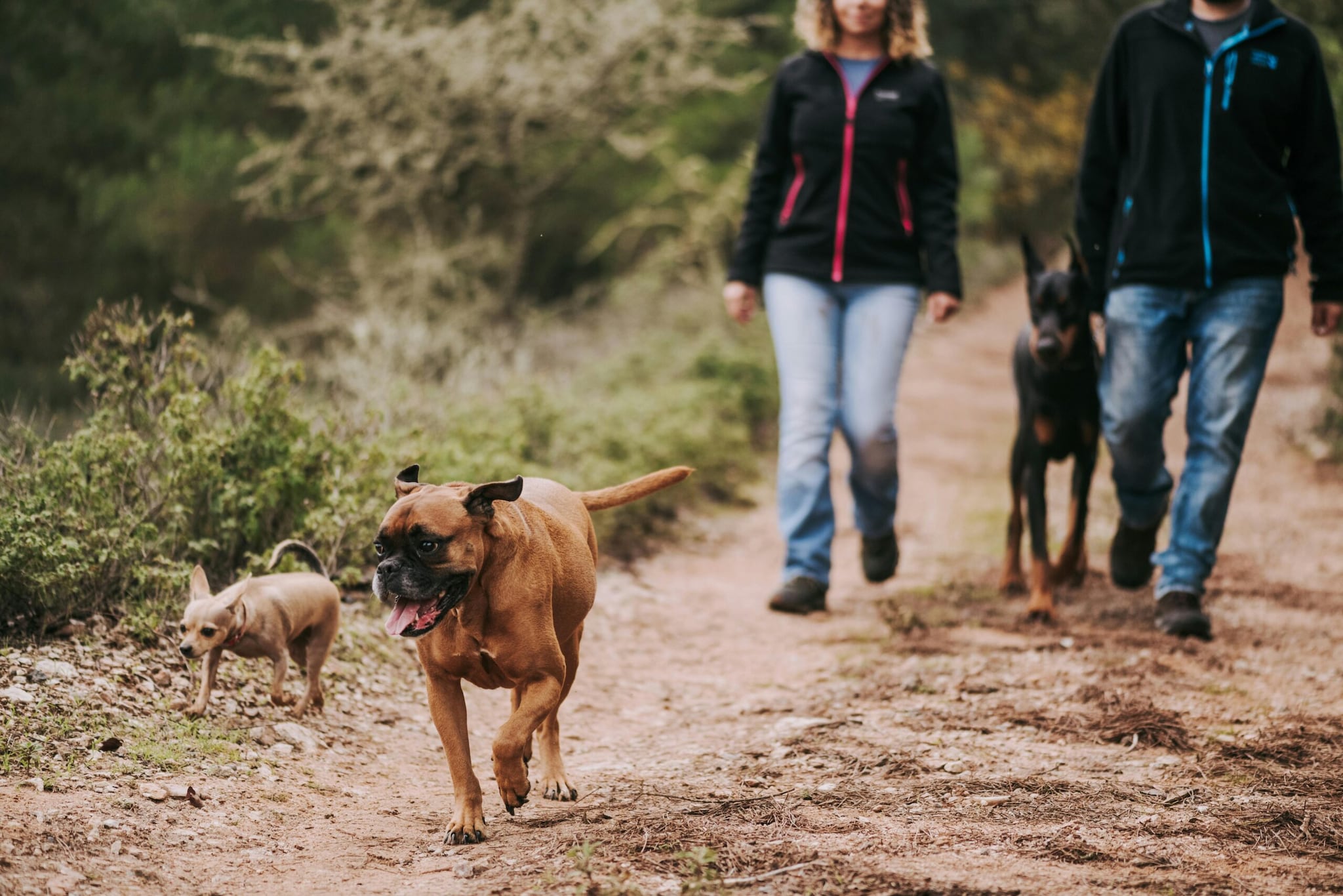 Boxer: For active families, Boxers bring a fun, protective energy to the highway. They are highly adaptable, handle car travel very well, and have plenty of stamina to join the family on strenuous hikes or campground games once you arrive. Boxer: For active families, Boxers bring a fun, protective energy to the highway. They are highly adaptable, handle car travel very well, and have plenty of stamina to join the family on strenuous hikes or campground games once you arrive.