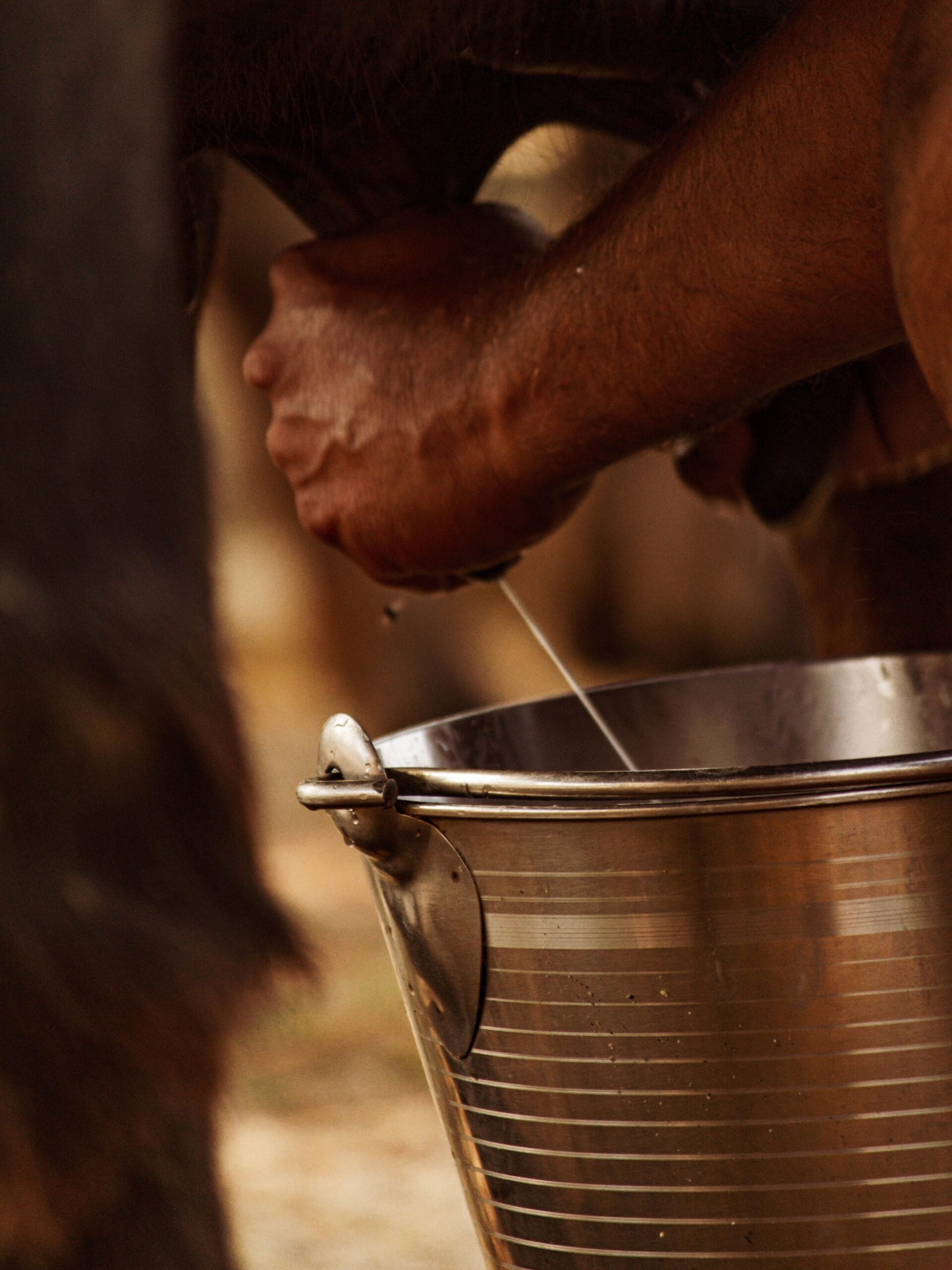 8. Taste And Availability: Cow Milk Wins On ConvenienceCow milk is widely available and comes in various forms, including skimmed, toned, and fortified options. Goat milk has a slightly tangy taste that some people may need time to get used to. 8. Taste And Availability: Cow Milk Wins On ConvenienceCow milk is widely available and comes in various forms, including skimmed, toned, and fortified options. Goat milk has a slightly tangy taste that some people may need time to get used to.