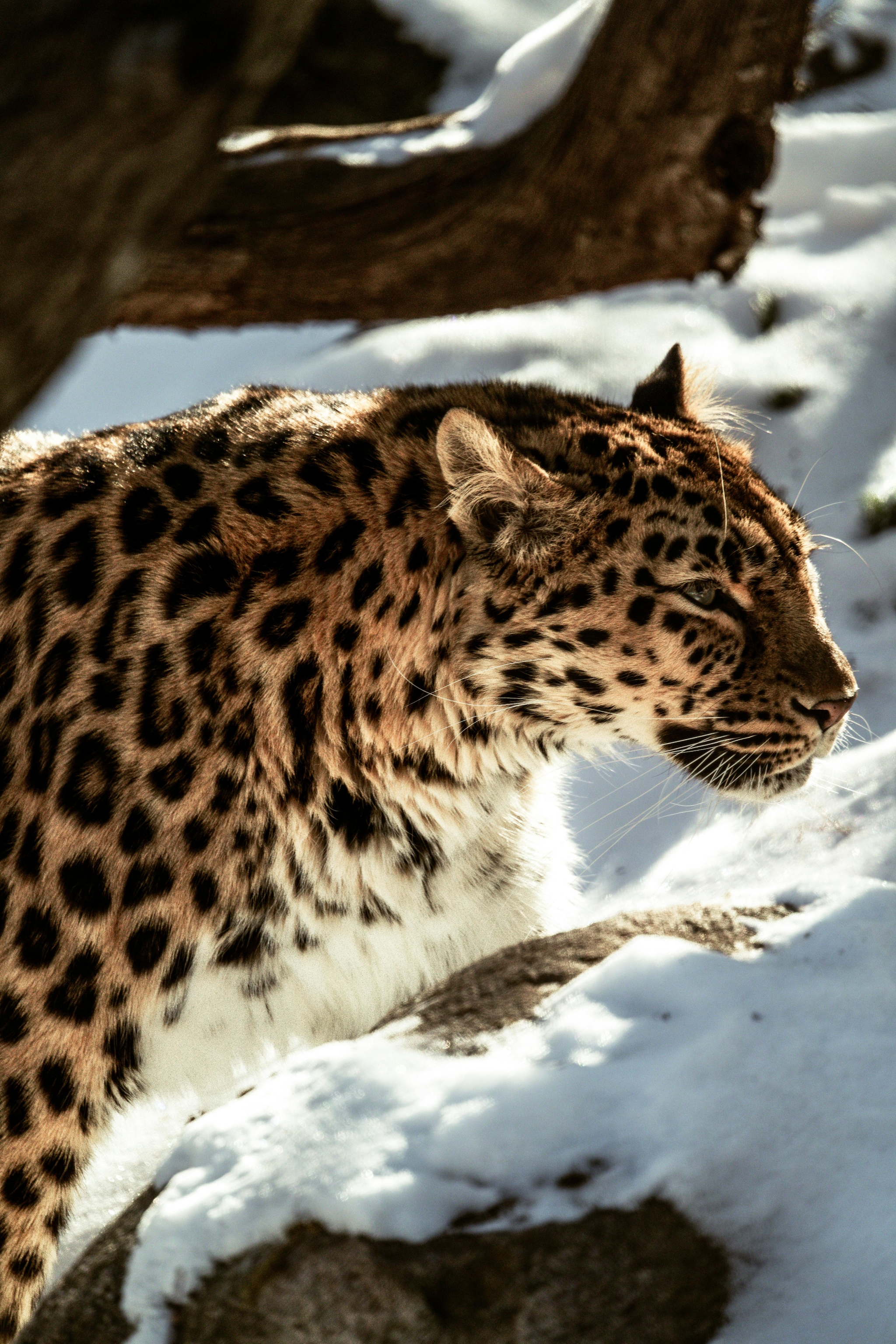 Amur Leopard: Widely considered the world's rarest big cat, around 100 individuals survive in the temperate forests of Russia and China. They face persistent threats from poaching, deforestation, and a lack of genetic diversity due to their extremely small population.