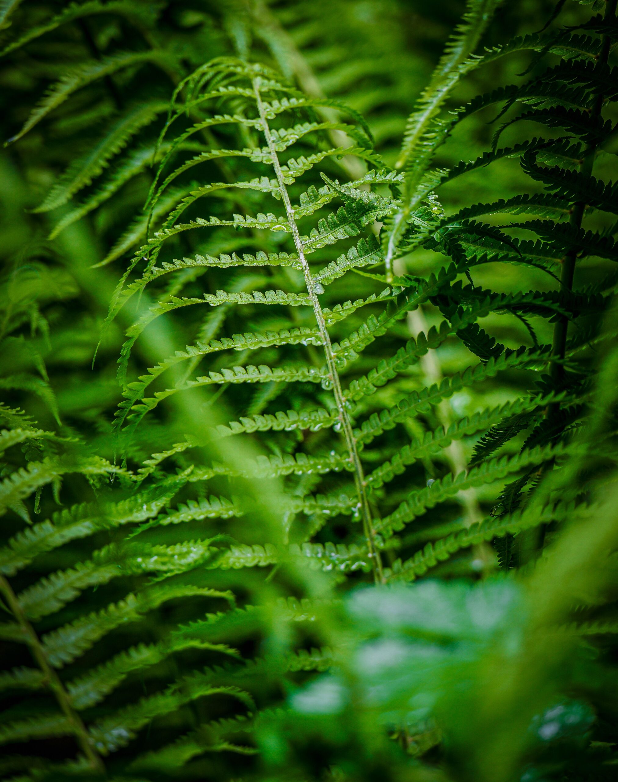 Ferns: Ferns wake up completely during the monsoon. They absolutely love the high humidity and consistent moisture, absorbing the rainwater to produce lush, feather-like fron Ferns: Ferns wake up completely during the monsoon. They absolutely love the high humidity and consistent moisture, absorbing the rainwater to produce lush, feather-like fron