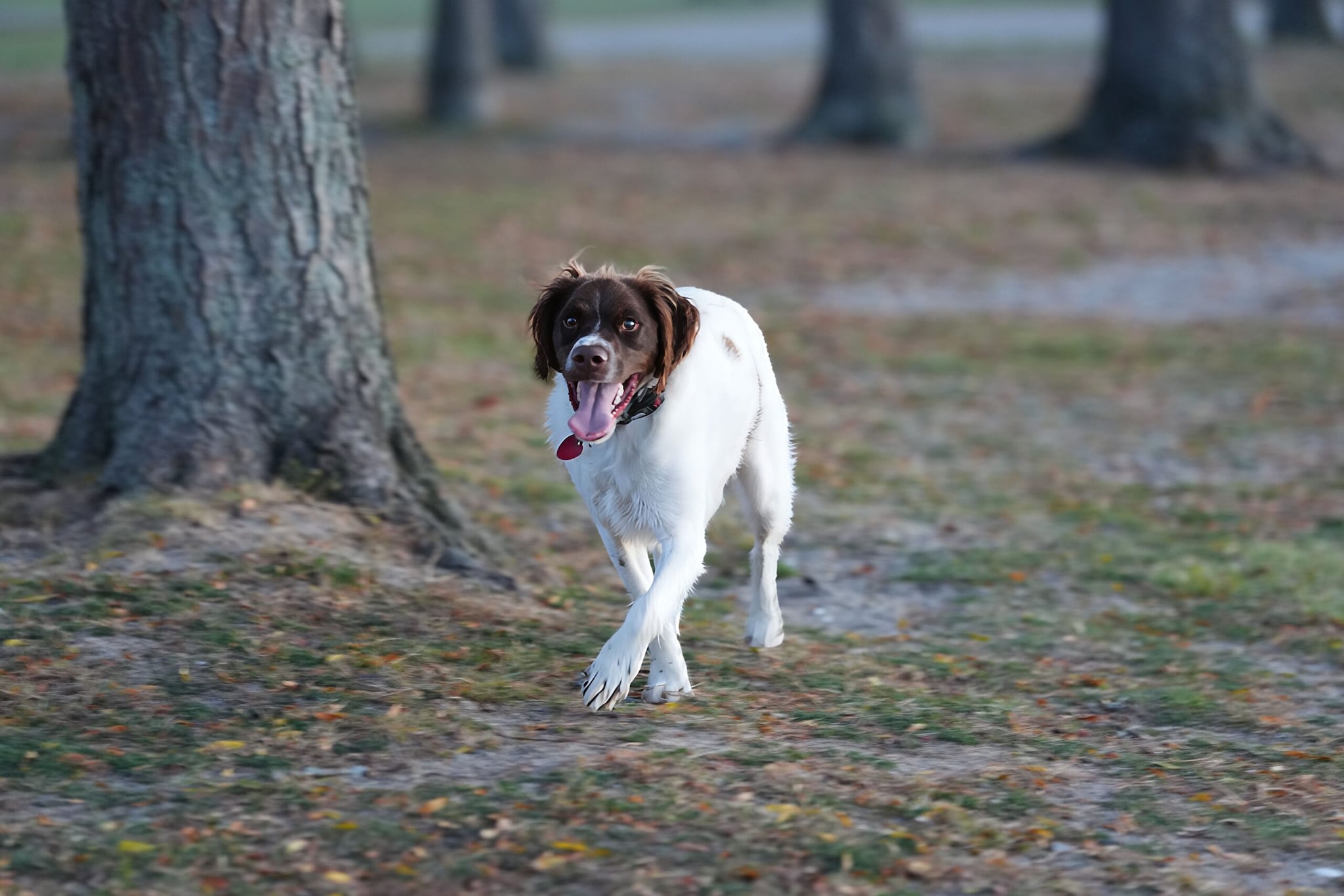 Brittany Spaniel: Medium sized and incredibly versatile, the Brittany is perfect for families who love spontaneous turns. They handle car travel beautifully and possess an upbeat, adventurous spirit that flourishes during roadside walks, geocaching adventures, and exploring off-beat state parks. Brittany Spaniel: Medium sized and incredibly versatile, the Brittany is perfect for families who love spontaneous turns. They handle car travel beautifully and possess an upbeat, adventurous spirit that flourishes during roadside walks, geocaching adventures, and exploring off-beat state parks.