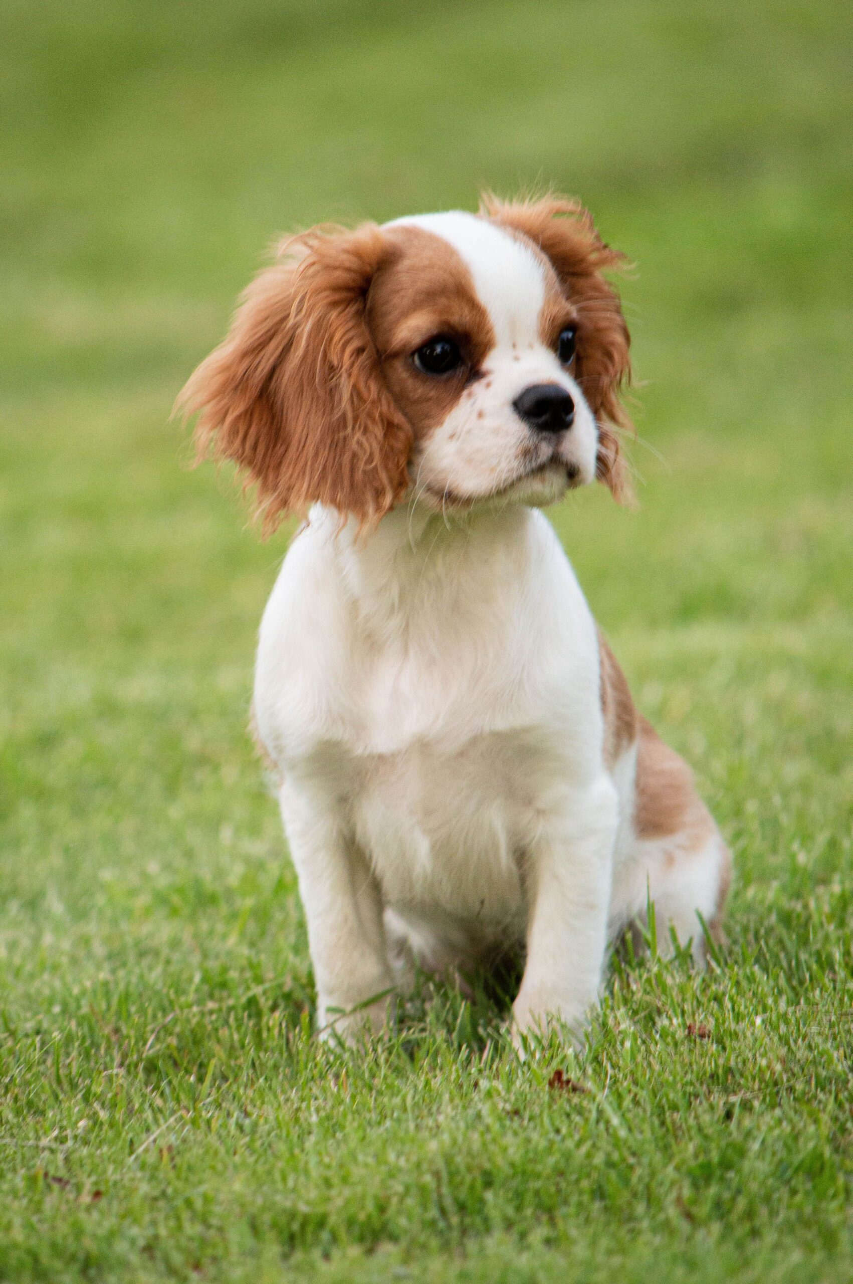 Cavalier King Charles Spaniel: If you have a smaller car, this little pup is perfect. Cavaliers are natural cuddlers and feel perfectly content curled up in a passenger's lap for hours, providing a calm, low-maintenance presence that makes long-distance drives incredibly quiet. Cavalier King Charles Spaniel: If you have a smaller car, this little pup is perfect. Cavaliers are natural cuddlers and feel perfectly content curled up in a passenger's lap for hours, providing a calm, low-maintenance presence that makes long-distance drives incredibly quiet.