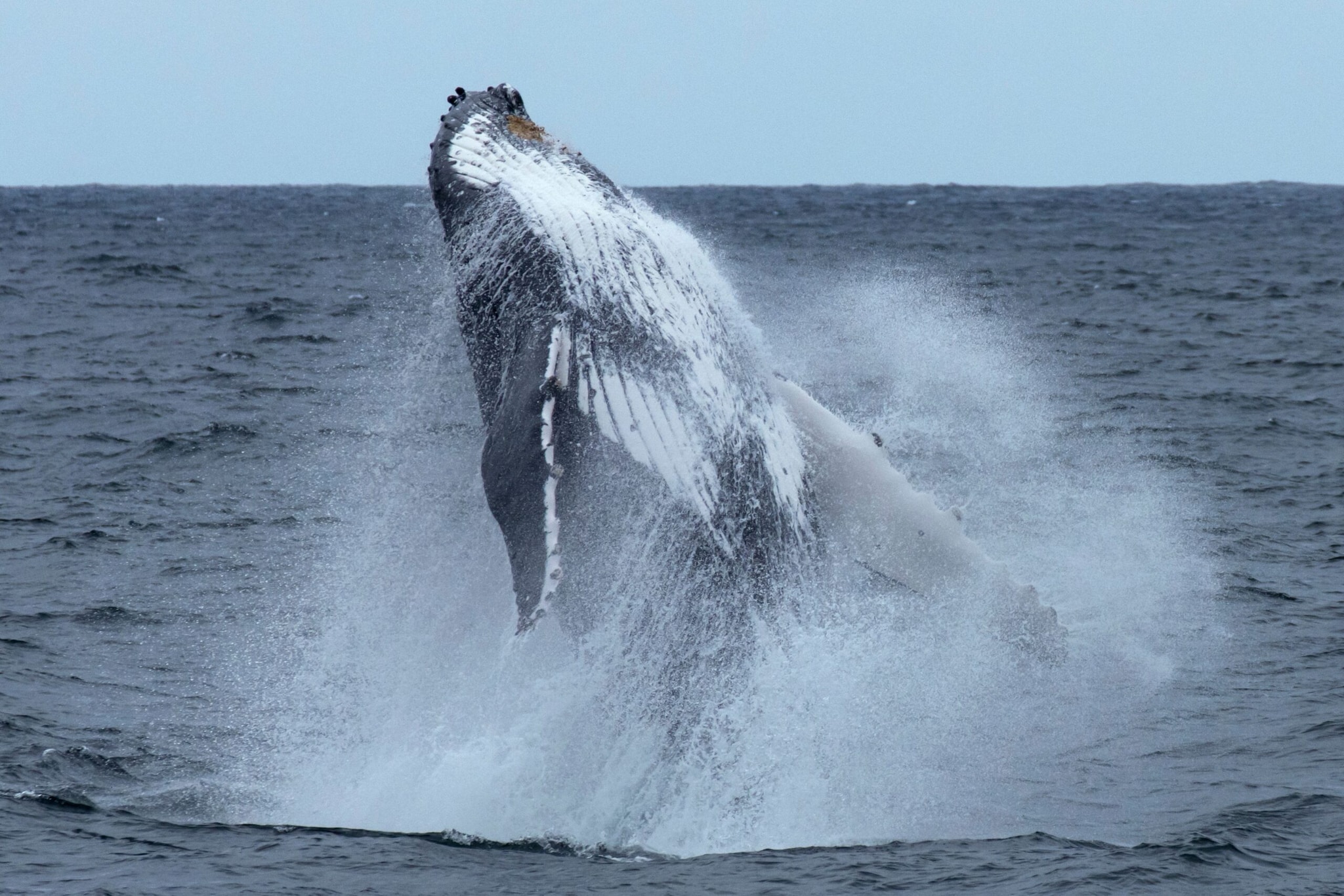 North Atlantic Right Whale: These critically endangered baleen whales have seen their numbers plummet drastically due to human activity. With only about 360 individuals left, their survival is heavily threatened by ship strikes and entanglement in commercial fishing gear. (Image: Pexels)