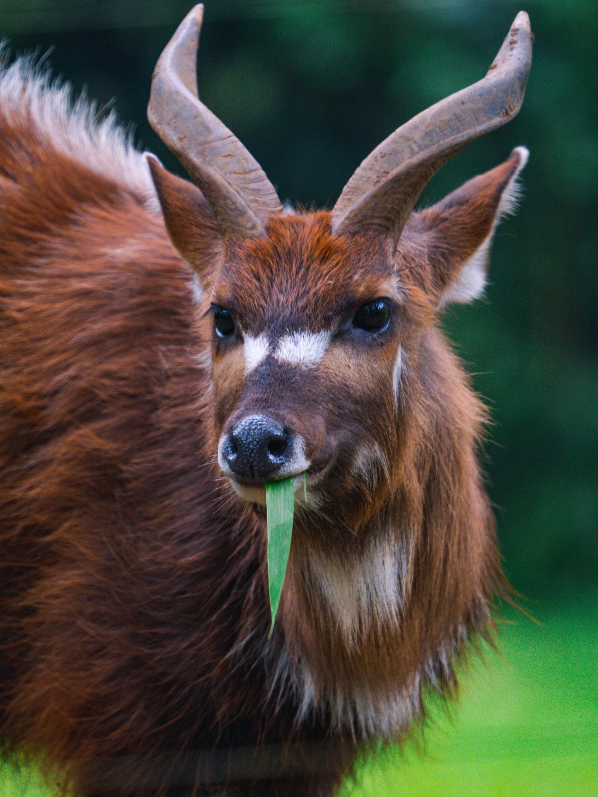 Saola: Often called the "Asian Unicorn," this elusive, forest-dwelling bovine is native to the Annamite Range of Laos and Vietnam. It is rarely sighted by scientists and remains critically endangered because of widespread commercial poaching and intense habitat fragmentation.