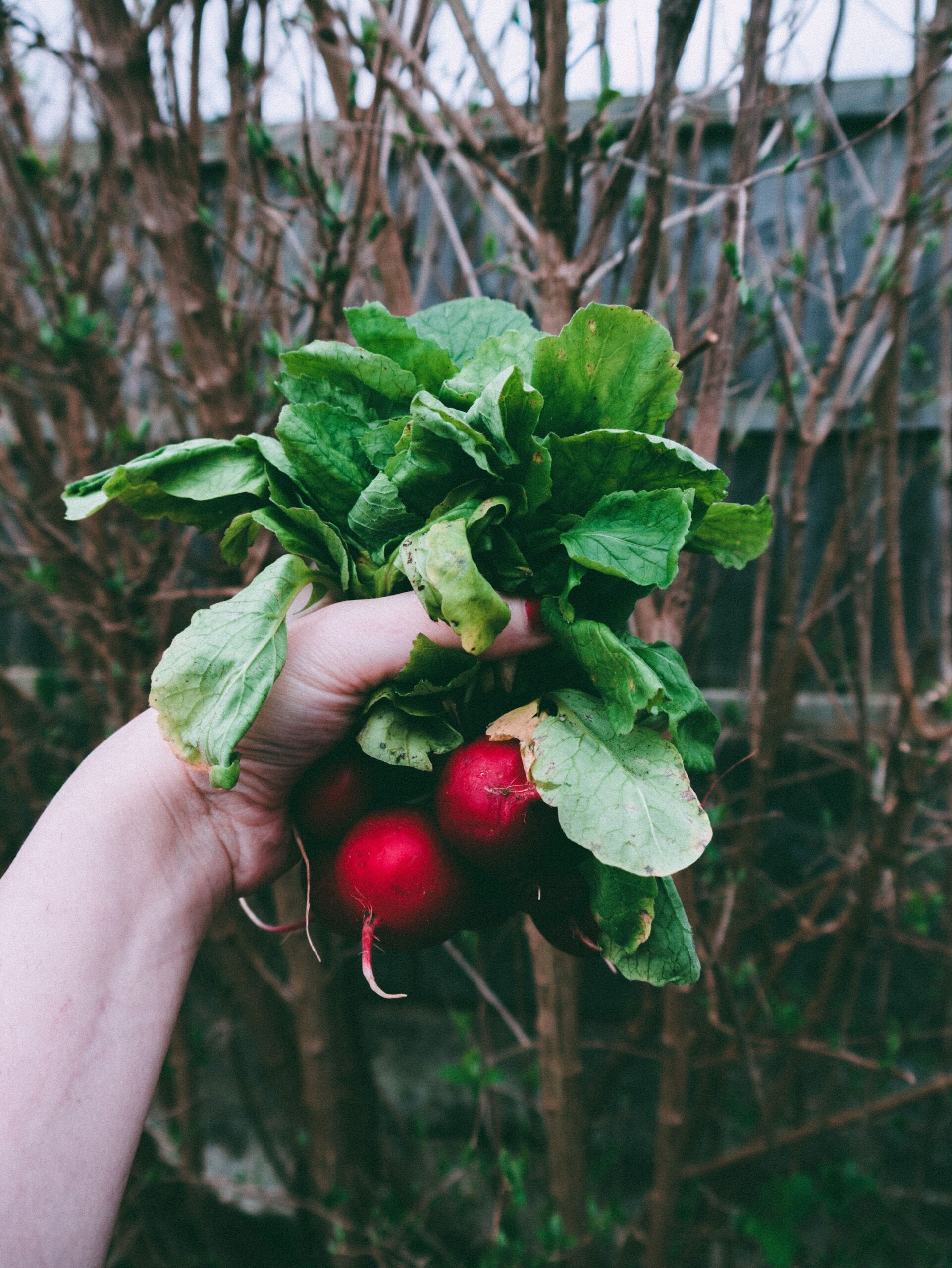 Radish: If you want quick results, radishes are an excellent monsoon choice. They grow easily in pots or raised beds and are ready to harvest in less than a month. The moist, soft soil allows the roots to expand effortlessly.