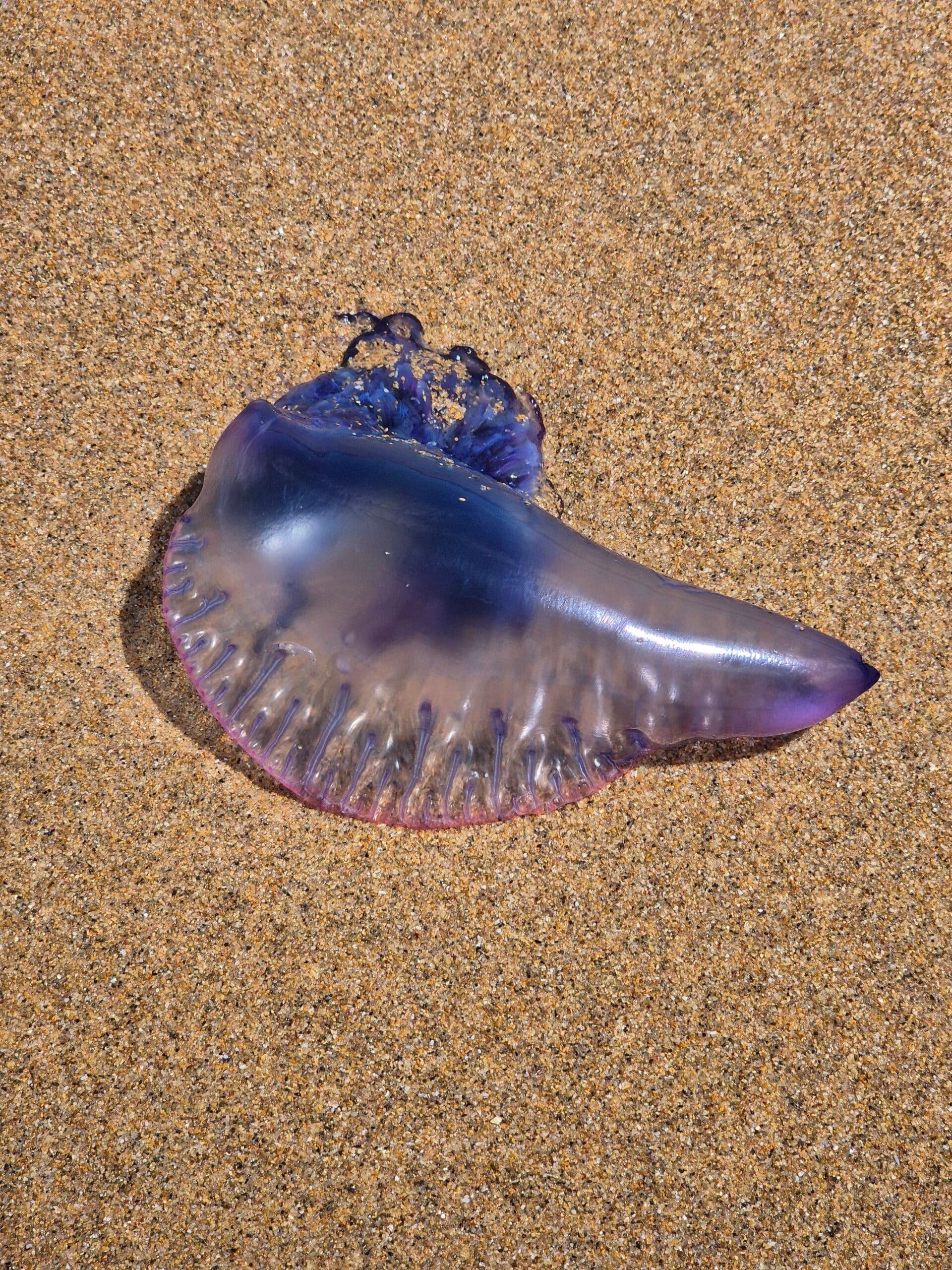 The decision comes after officials spotted Portuguese man-of-war, a highly venomous marine organism often mistaken for jellyfish, along the shores of two national parks in Krabi. As a safety measure, red flags have been raised and swimming has been strictly prohibited in affected areas until further notice. The decision comes after officials spotted Portuguese man-of-war, a highly venomous marine organism often mistaken for jellyfish, along the shores of two national parks in Krabi. As a safety measure, red flags have been raised and swimming has been strictly prohibited in affected areas until further notice.