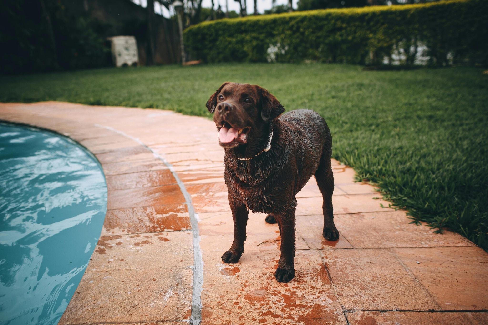 Labrador Retriever: America's favorite companion built for road trips. Labs have an easy-going attitude, a sturdy build that handles rough rides well, and a natural love of the water, making them the perfect partner for beach or lakeside camping vacations. Labrador Retriever: America's favorite companion built for road trips. Labs have an easy-going attitude, a sturdy build that handles rough rides well, and a natural love of the water, making them the perfect partner for beach or lakeside camping vacations.