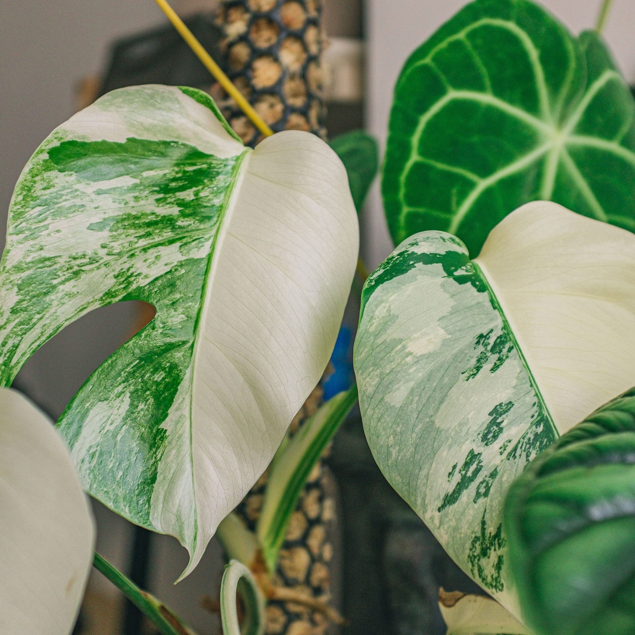 Variegated Monstera Albo with white and green leaves in an interior setting