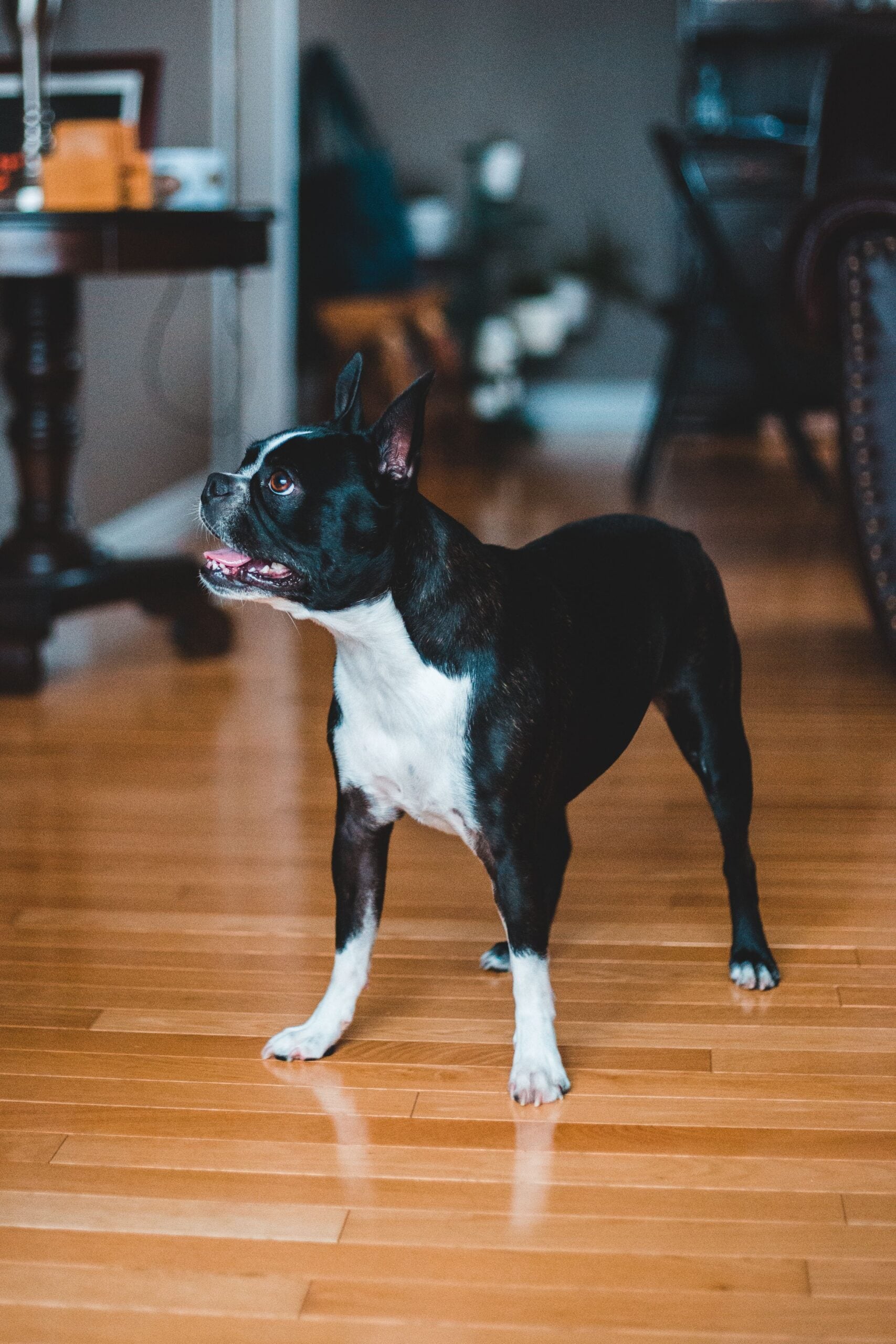 Boston Terrier: aka "american man," These little dogs adapt easily to hotel stays and tight back seat spaces. Their friendly, social nature means they won't be stressed by crowded rest stops, crowded tourist attractions, or meeting new people along the way. Boston Terrier: aka "american man," These little dogs adapt easily to hotel stays and tight back seat spaces. Their friendly, social nature means they won't be stressed by crowded rest stops, crowded tourist attractions, or meeting new people along the way.
