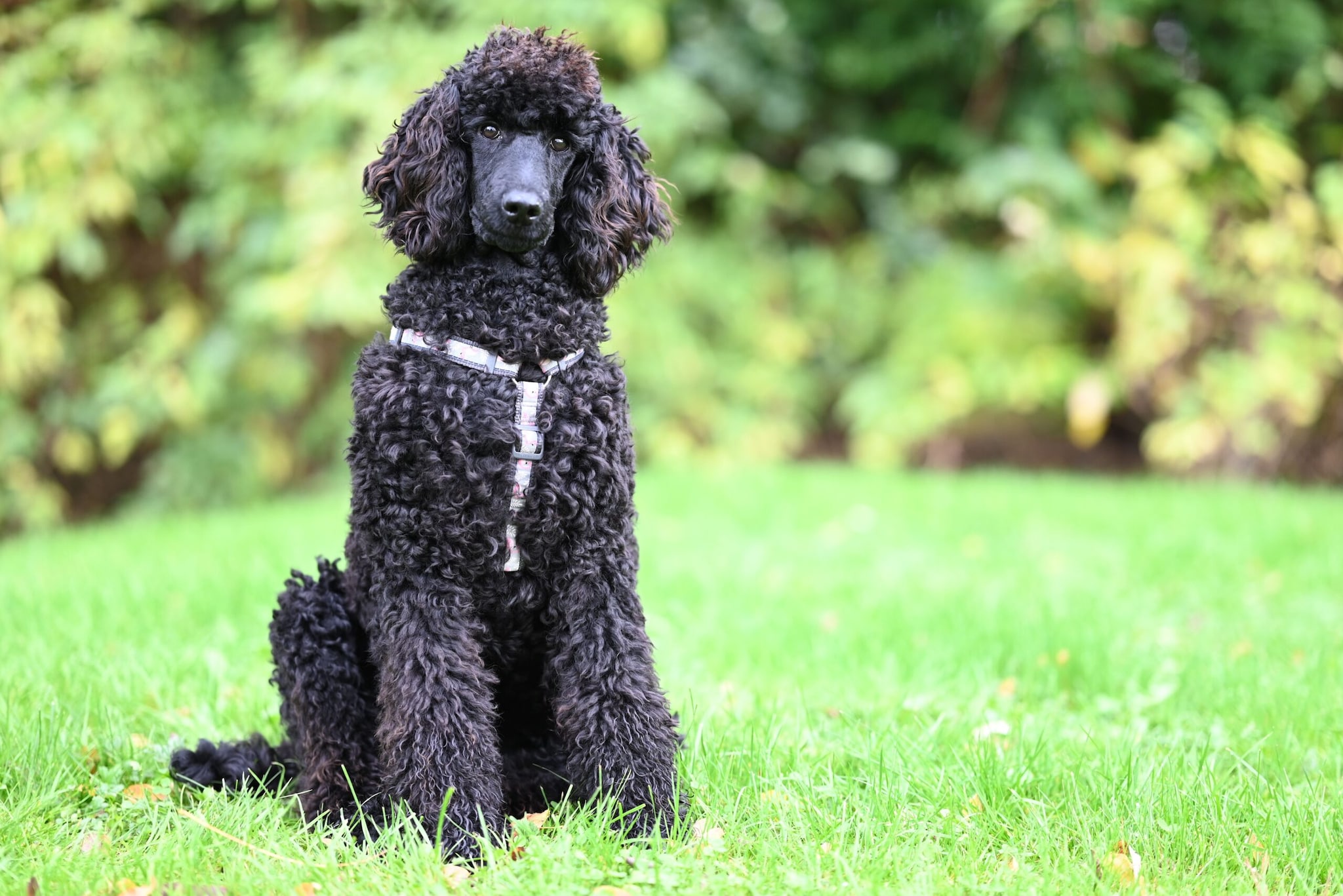 Poodle (Standard): The Standard Poodle is very intelligent and hypoallergenic, which means there is less hair lying around the car. Their laid-back demeanor helps them quickly settle into the back seat, while their sporty nature ensures they can keep up with holiday excursions with ease. Poodle (Standard): The Standard Poodle is very intelligent and hypoallergenic, which means there is less hair lying around the car. Their laid-back demeanor helps them quickly settle into the back seat, while their sporty nature ensures they can keep up with holiday excursions with ease.