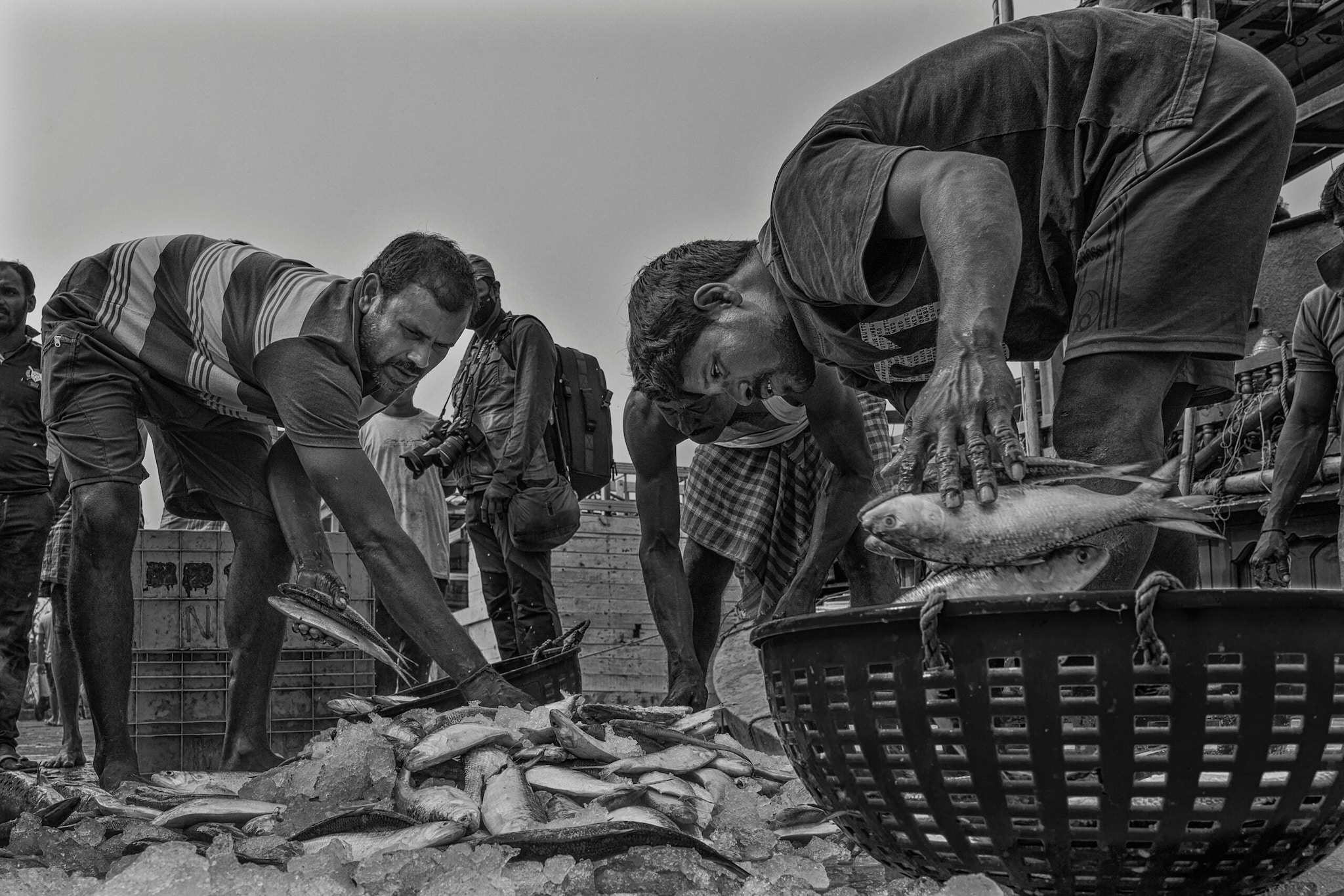 As per multiple reports, fishermen in Maharashtra earned about Rs 1.33 crore by catching 157 of these fish.