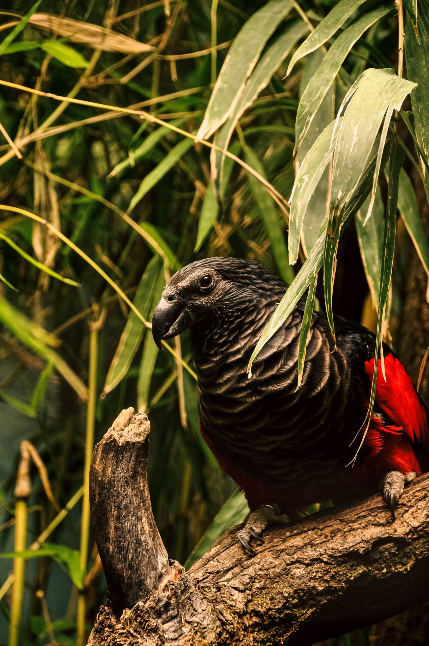 Unlike many parrots that feast on seeds and nuts, the Dracula parrot is remarkably picky. It survives almost entirely on figs, making it one of the few birds with such a specialised diet. This dependence means that the bird's fate is closely tied to the health of Papua New Guinea's forests, where fig trees flourish.
