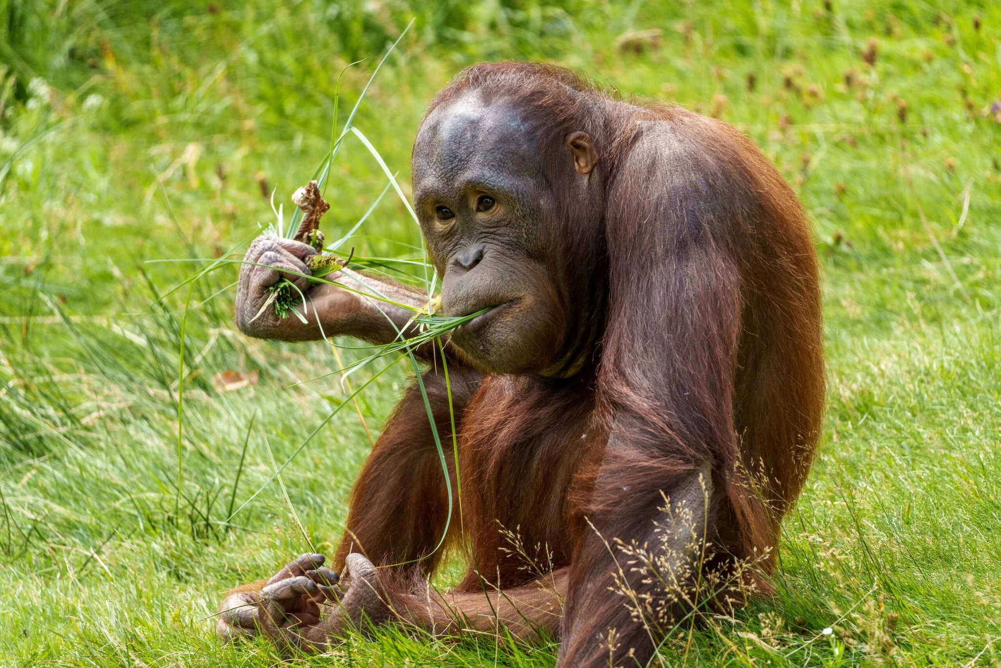 Tapanuli Orangutan: Described as a distinct species only in 2017, this rarest of great apes has a population of under 800 in Sumatra. Severe habitat loss from agriculture and recent devastating floods have heavily compromised their chances of survival.