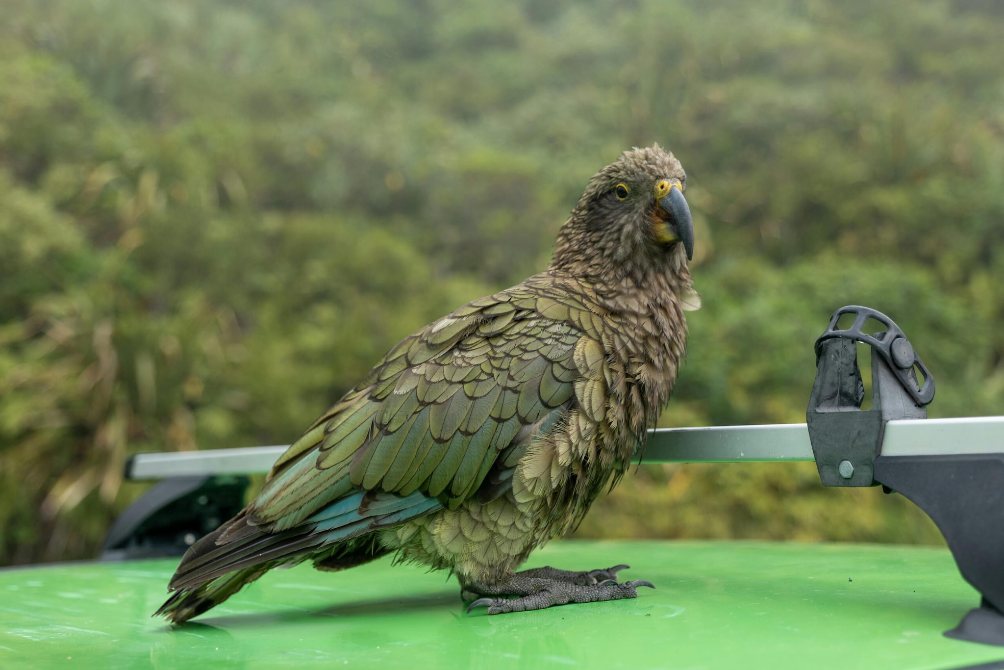 Kākāpō: This endearing, flightless nocturnal parrot native to New Zealand has an extremely fragile population of fewer than 250 birds. Confined to predator-free islands, their survival relies heavily on intensive conservation management and unpredictable conifer breeding seasons.