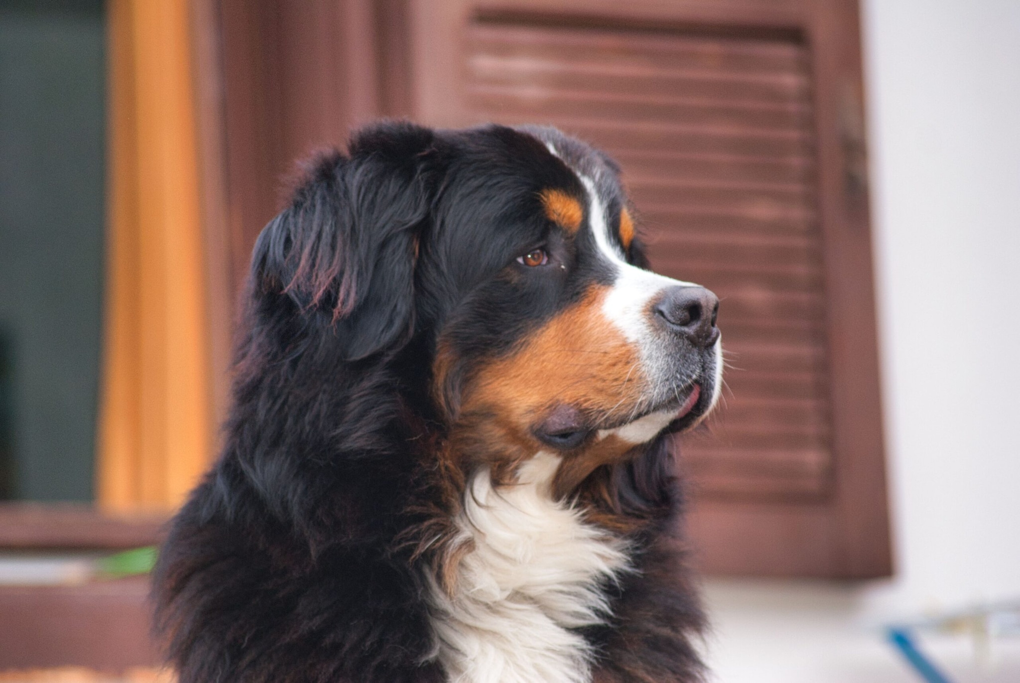 Bernese Mountain Dog: These gentle giants are known for their calm and laid-back personalities. Since they spend most of the car journey peacefully sleeping, they make great road trip partners for larger vehicles, keeping the cabin atmosphere completely comfortable and stress-free. Bernese Mountain Dog: These gentle giants are known for their calm and laid-back personalities. Since they spend most of the car journey peacefully sleeping, they make great road trip partners for larger vehicles, keeping the cabin atmosphere completely comfortable and stress-free.