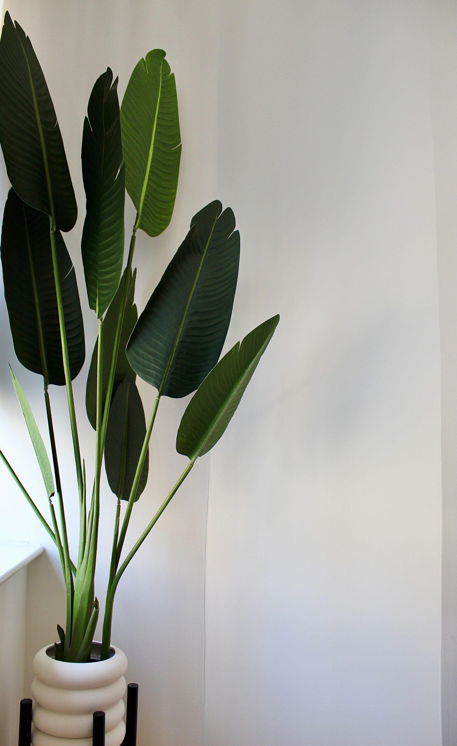 White Bird of Paradise plant with large architectural leaves