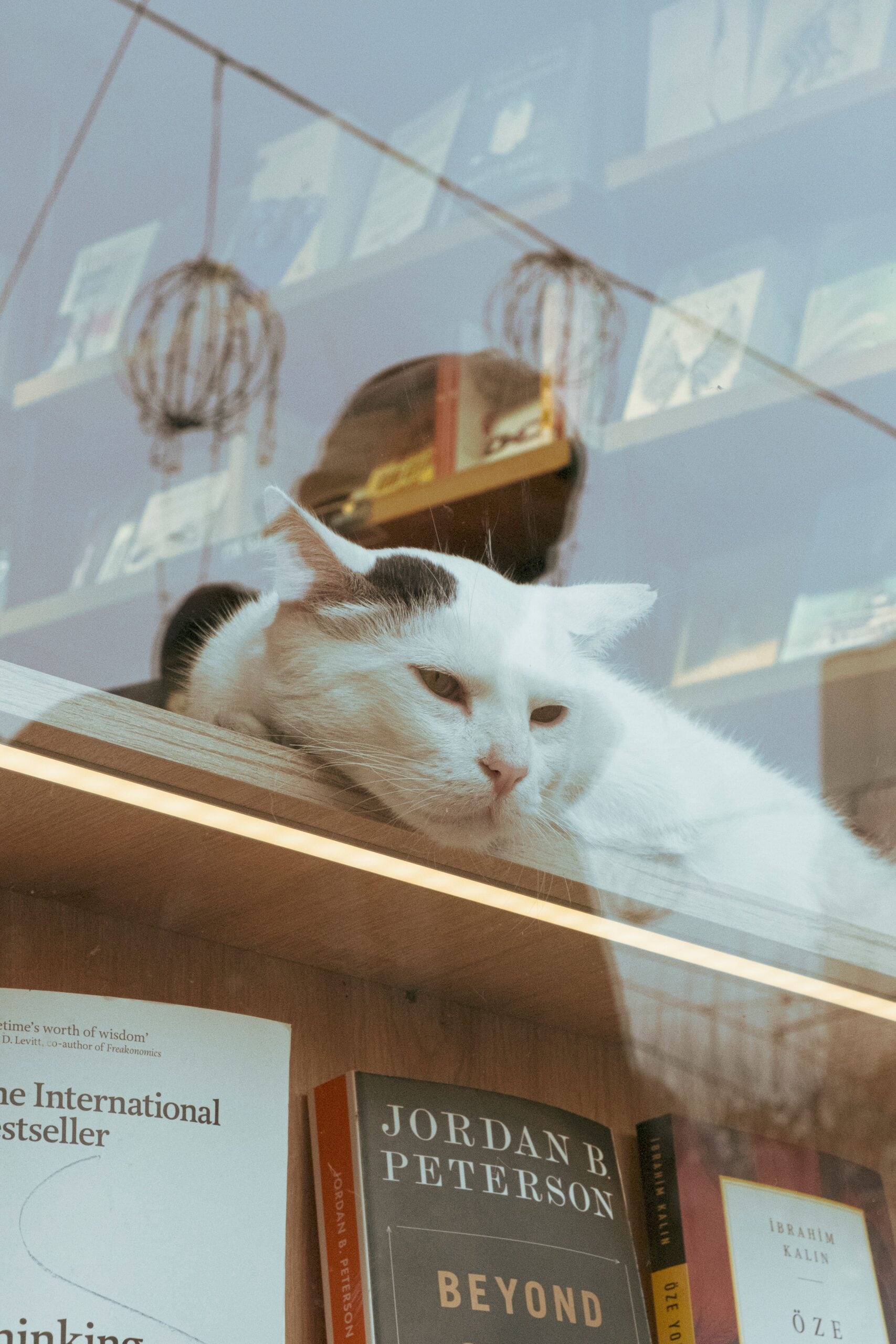 How To Book Pet Box Service On Vande Bharat Sleeper Train