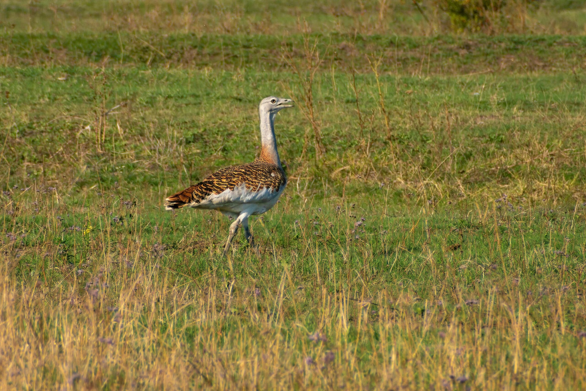 Great Indian Bustard: With fewer than 150 individuals surviving in the arid grasslands of India, this majestic bird faces imminent extinction. Its remaining population is severely threatened by habitat loss, feral predators, and frequent fatal collisions with high-voltage power lines.